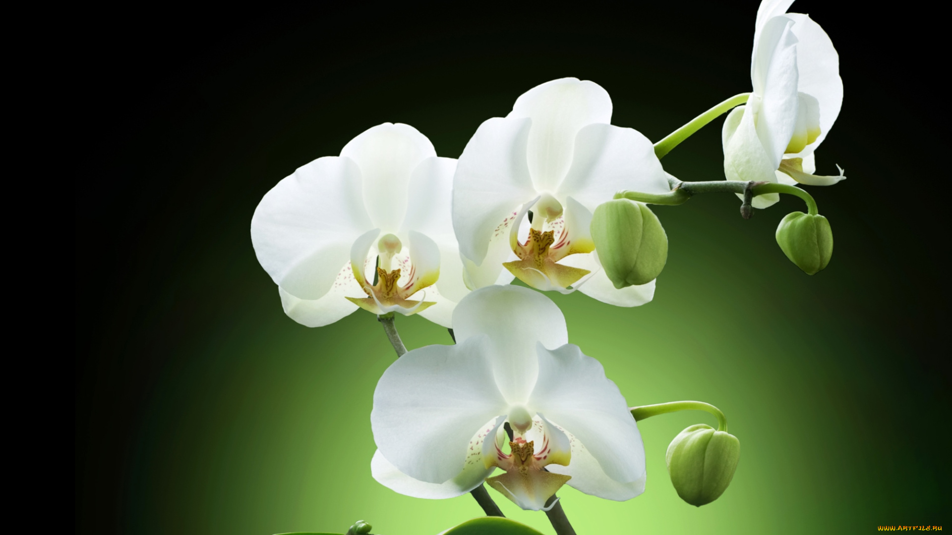 цветы, орхидеи, экзотика