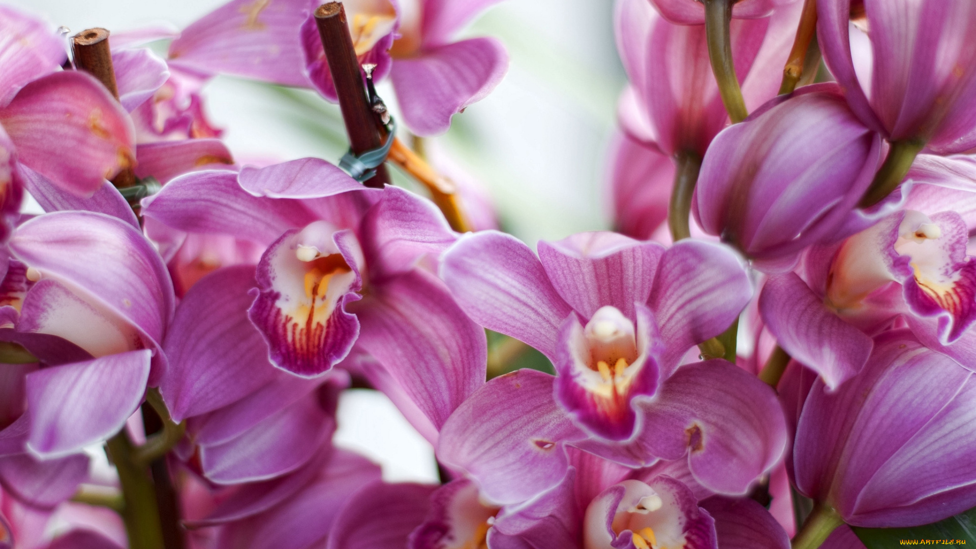 цветы, орхидеи, розовый