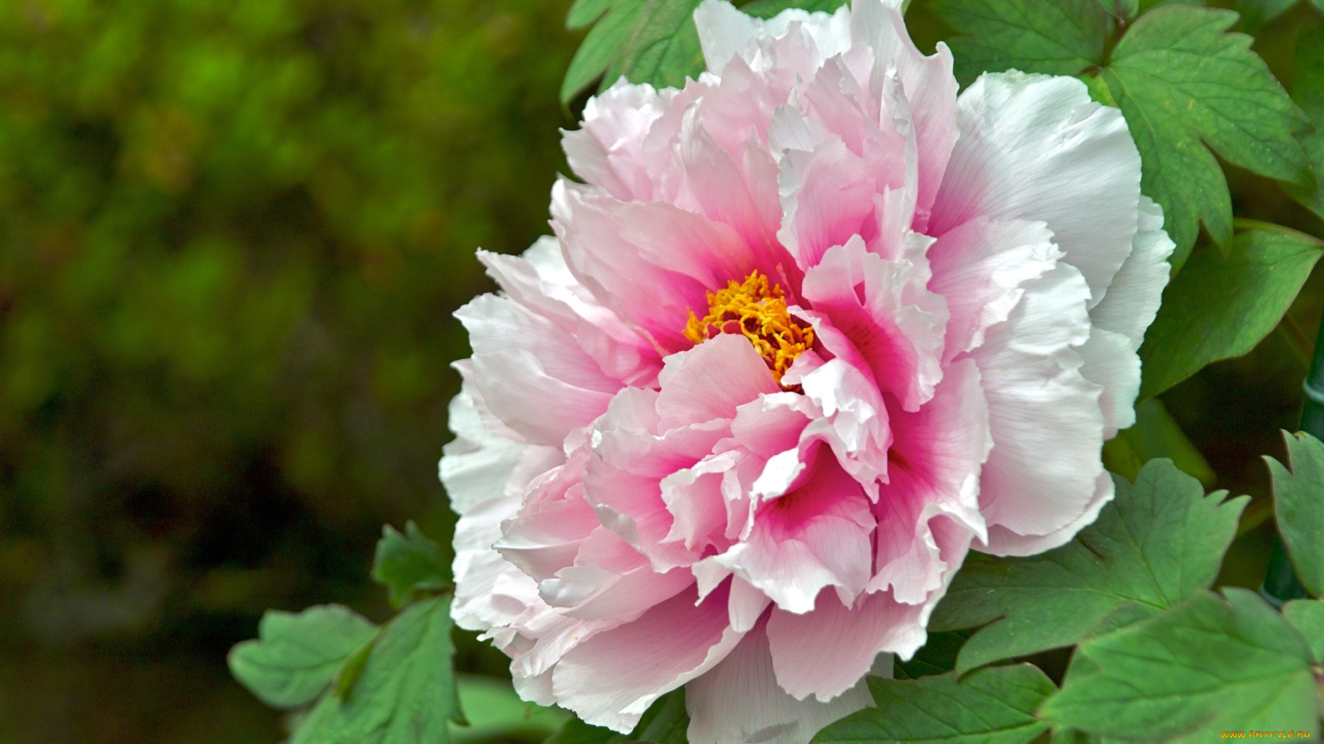 цветы, пионы, пышный