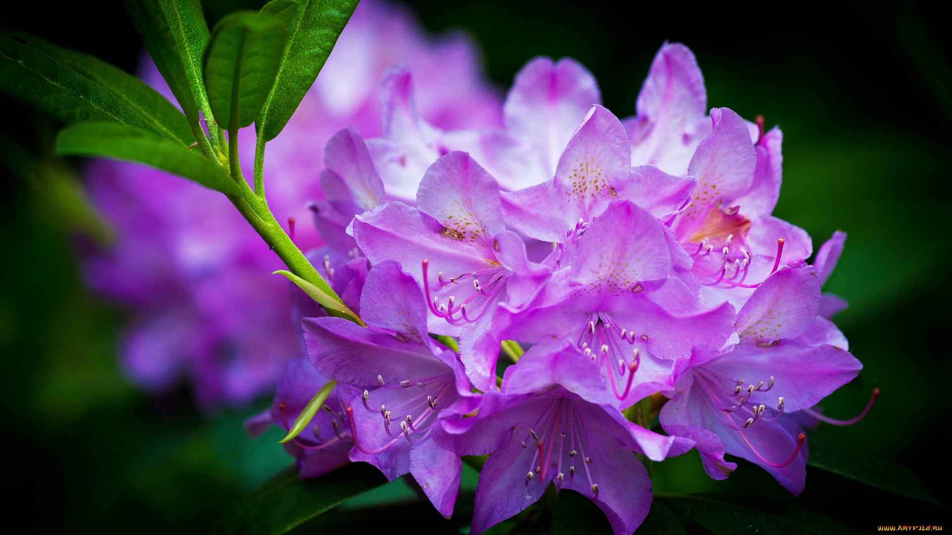 цветы, рододендроны, , азалии, розовый