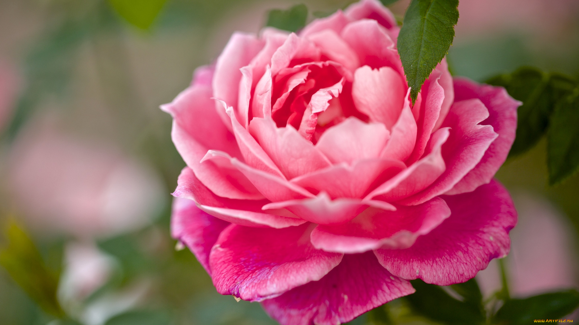 цветы, розы, красавица