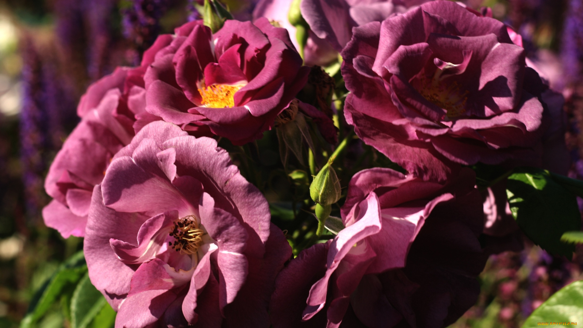 цветы, розы, лиловый