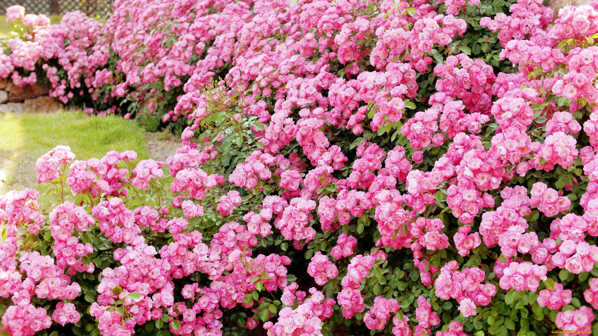 цветы, розы, много