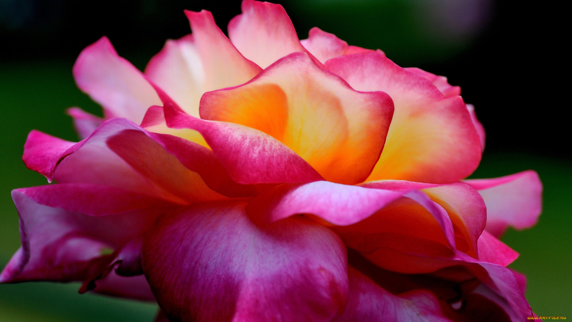 цветы, розы, роза, розовая