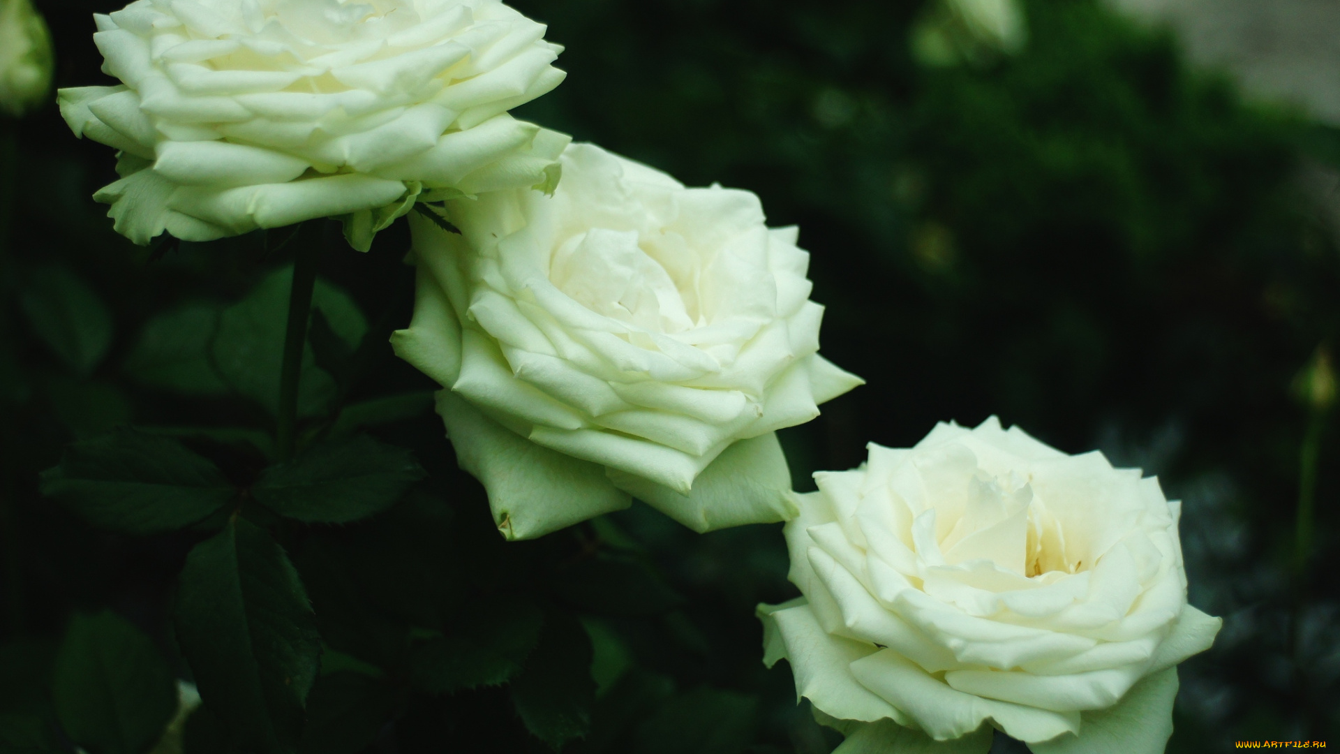 цветы, розы, трио