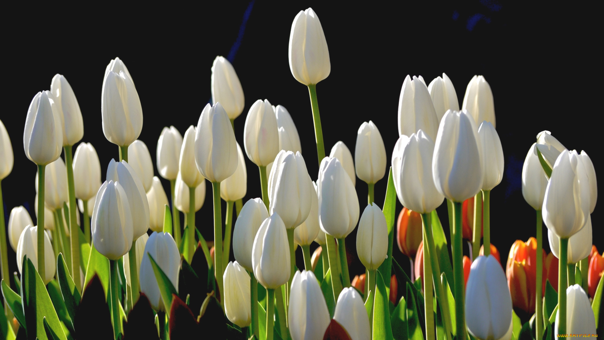 цветы, тюльпаны, бутоны