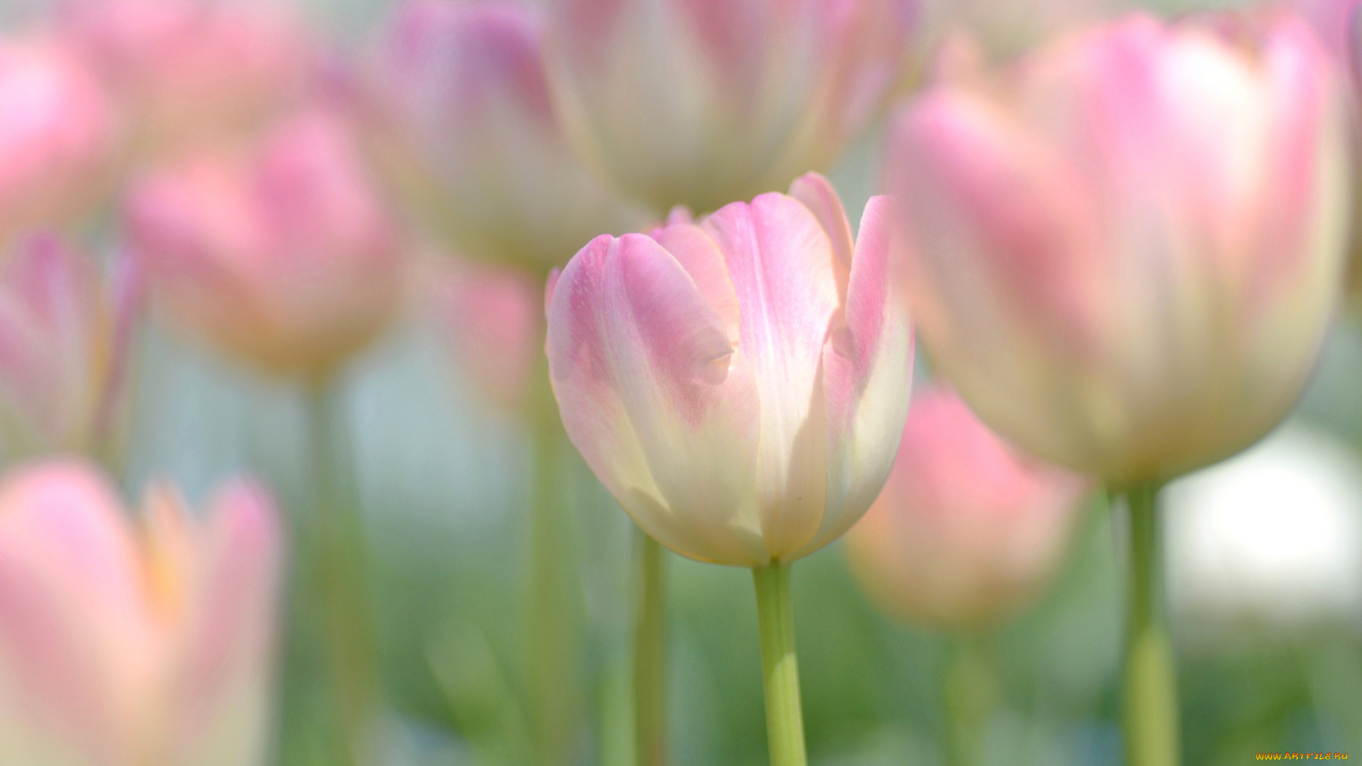 цветы, тюльпаны, розовый