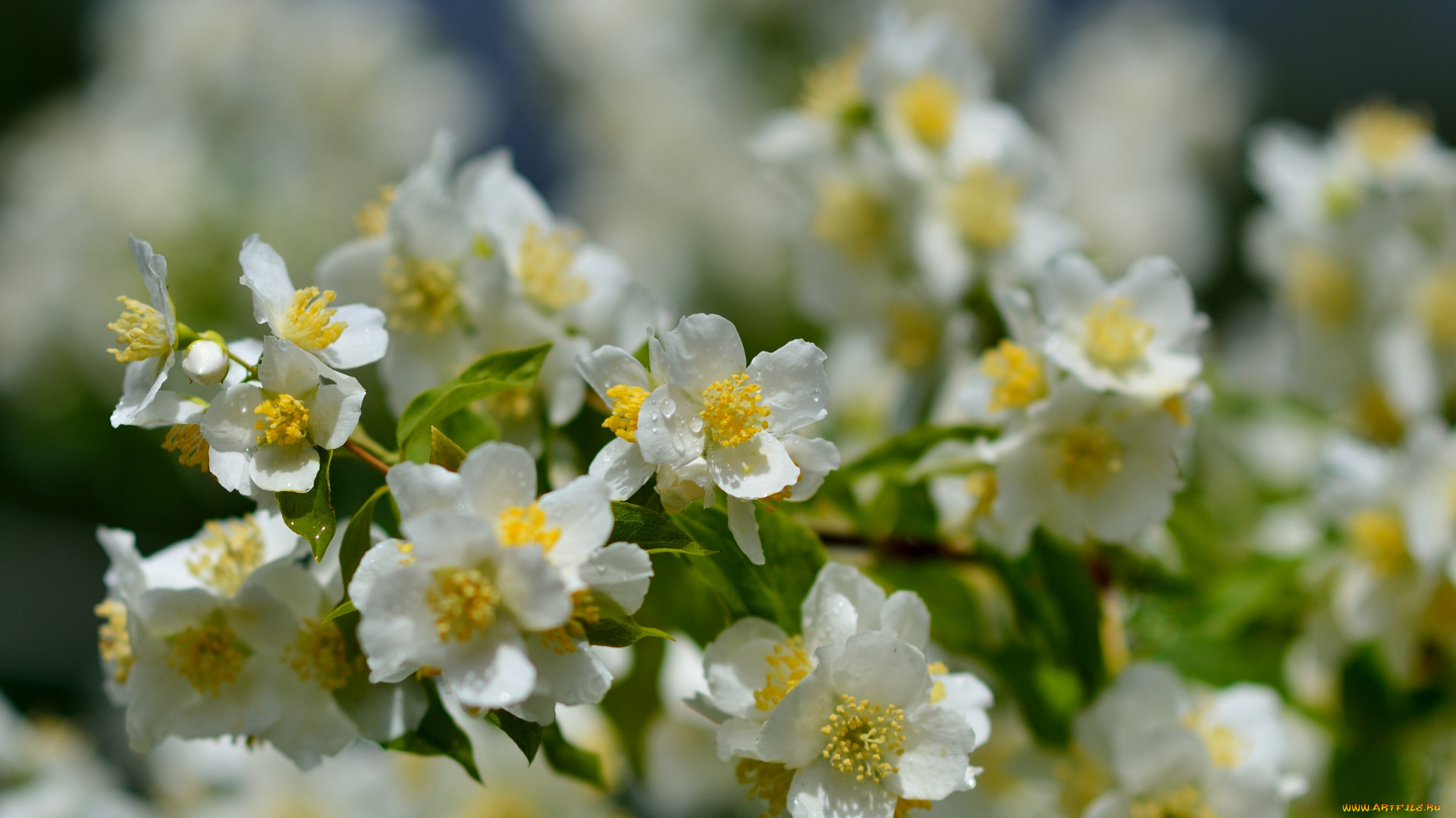 цветы, жасмин, роса, куст
