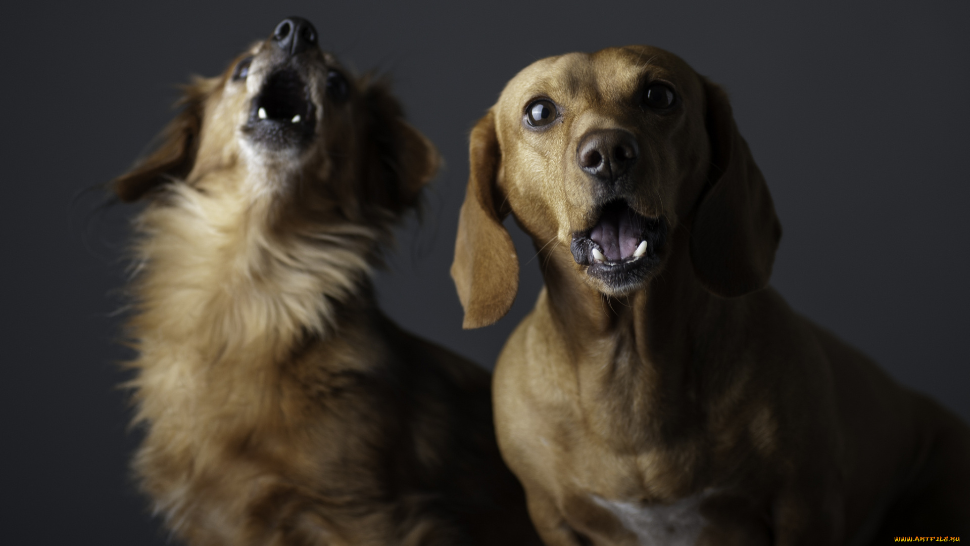дуэт, животные, собаки, собачки, две