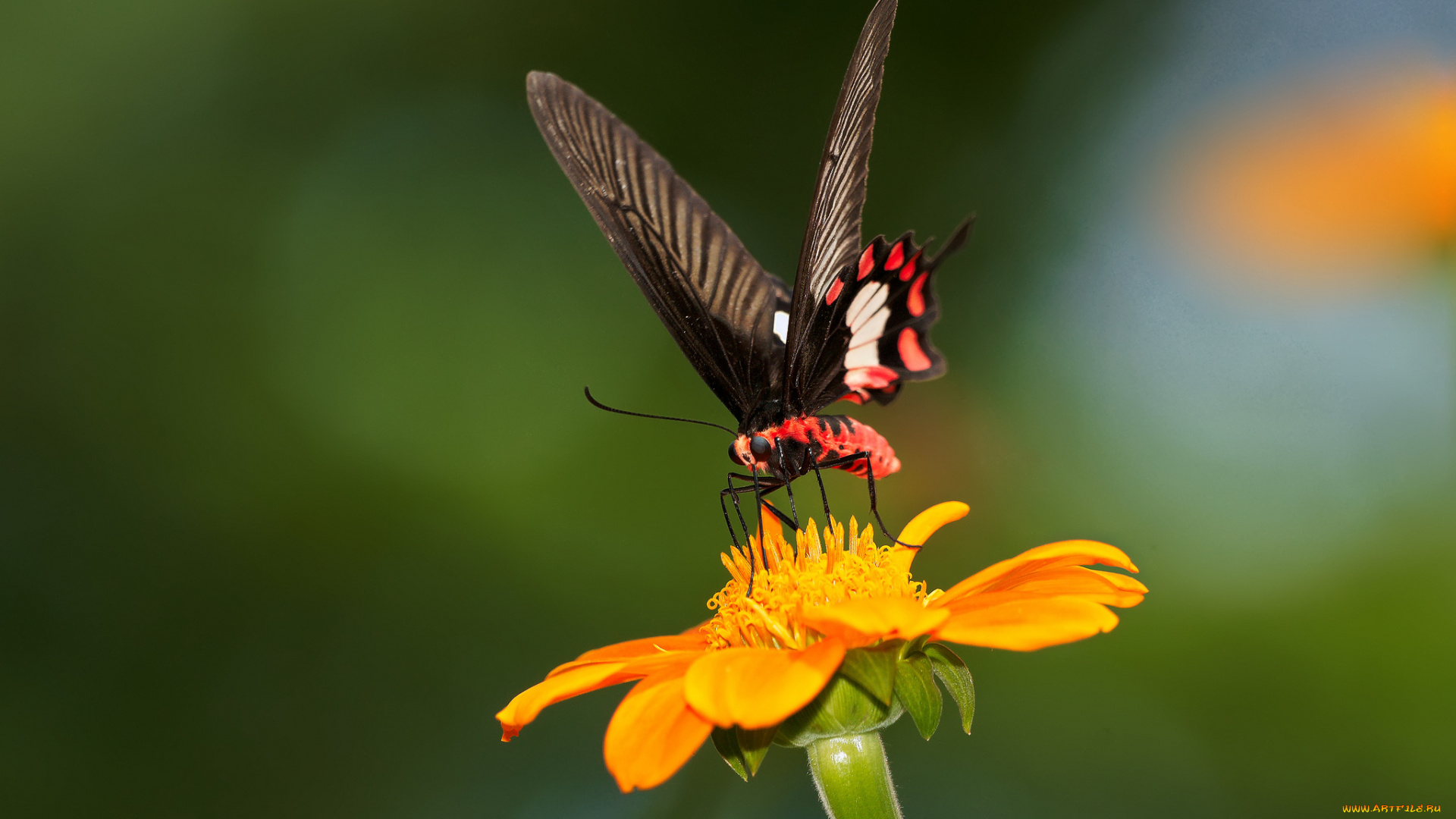животные, бабочки, бабочка, цветок