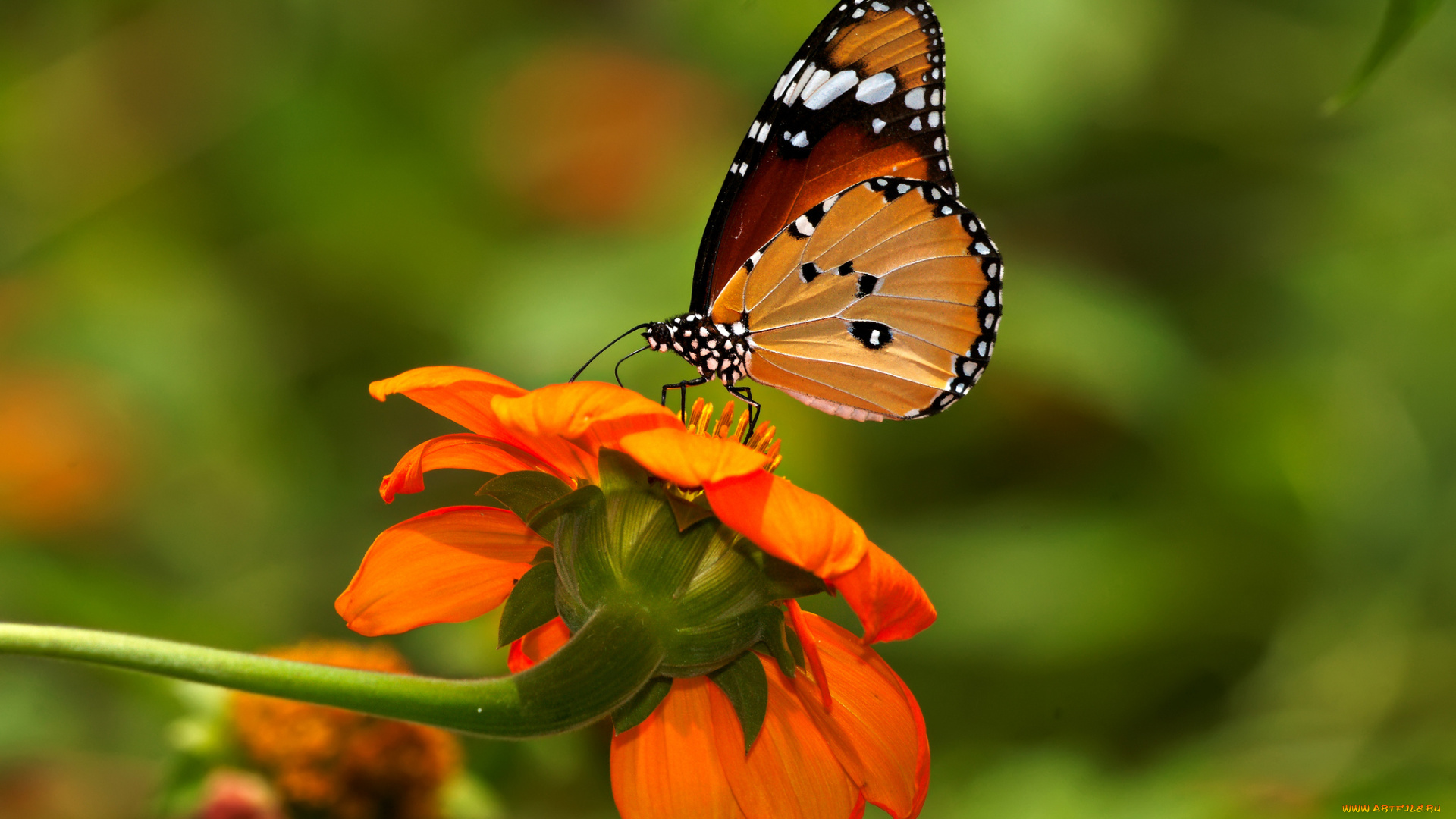 животные, бабочки, бабочка, цветок