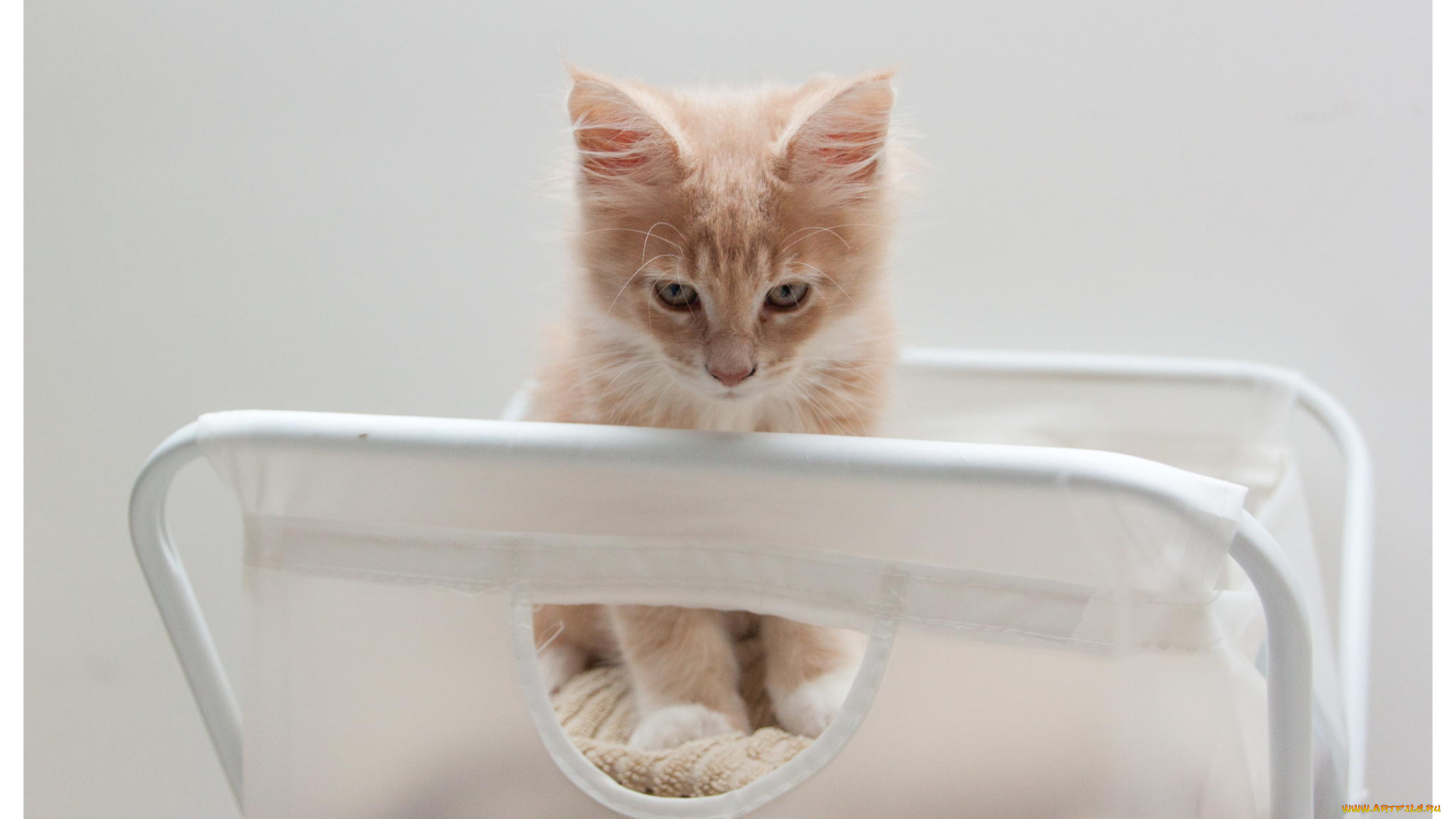 животные, коты, котенок