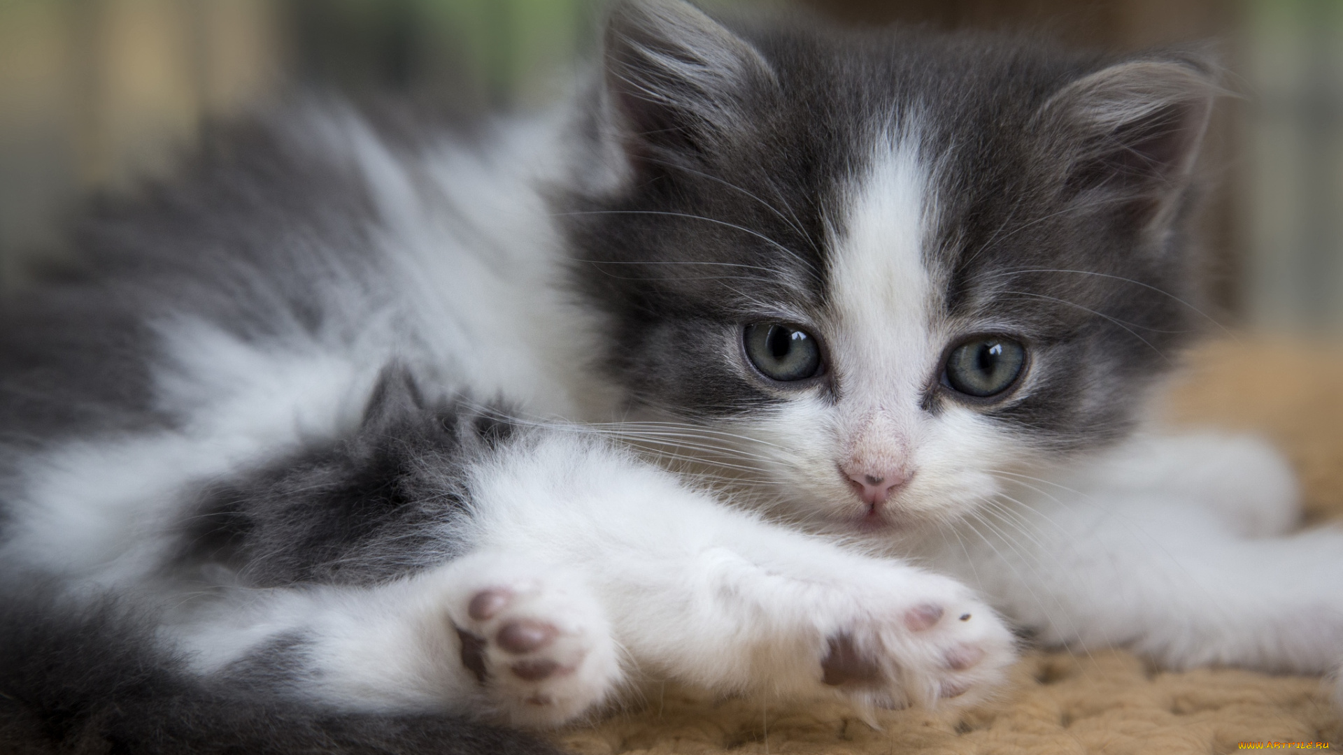 животные, коты, котенок