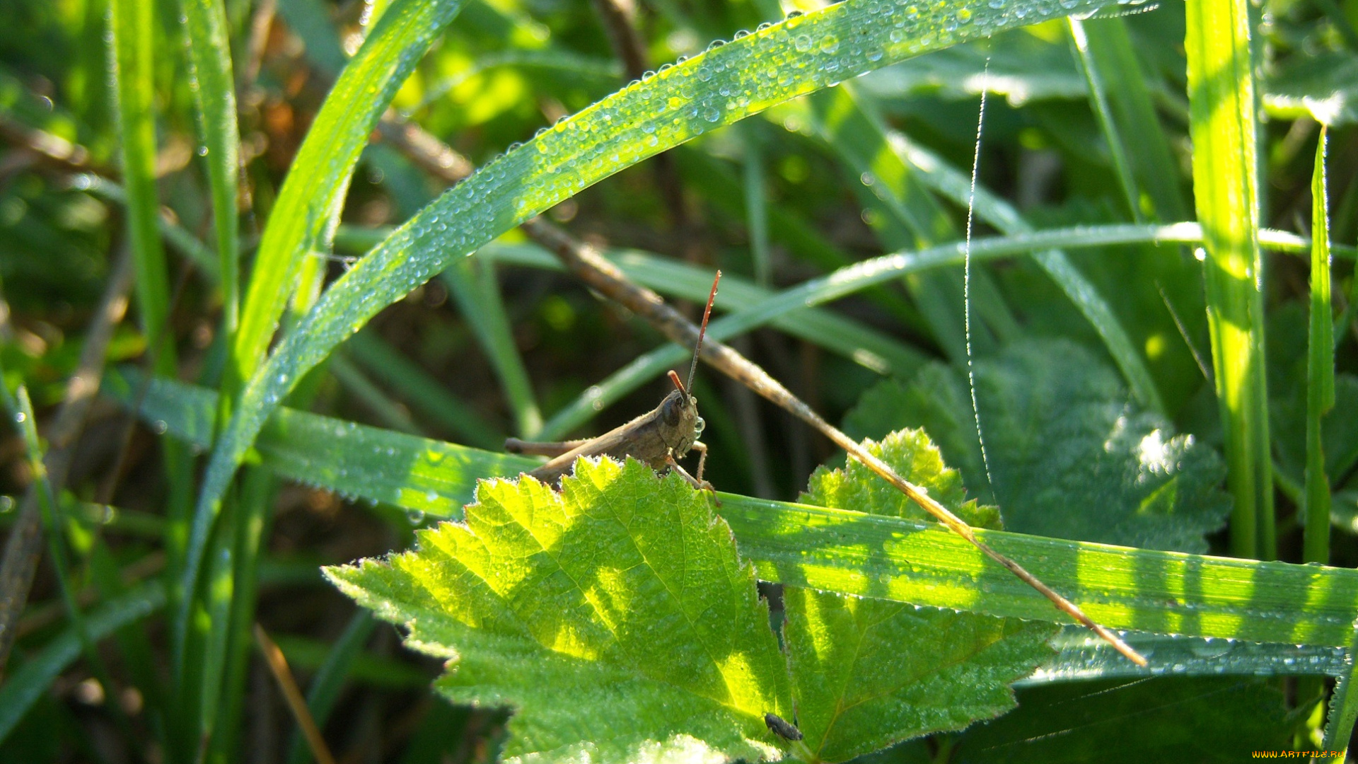 животные, кузнечики, , саранча, роса, солнце, зелень, трава, кузнечик