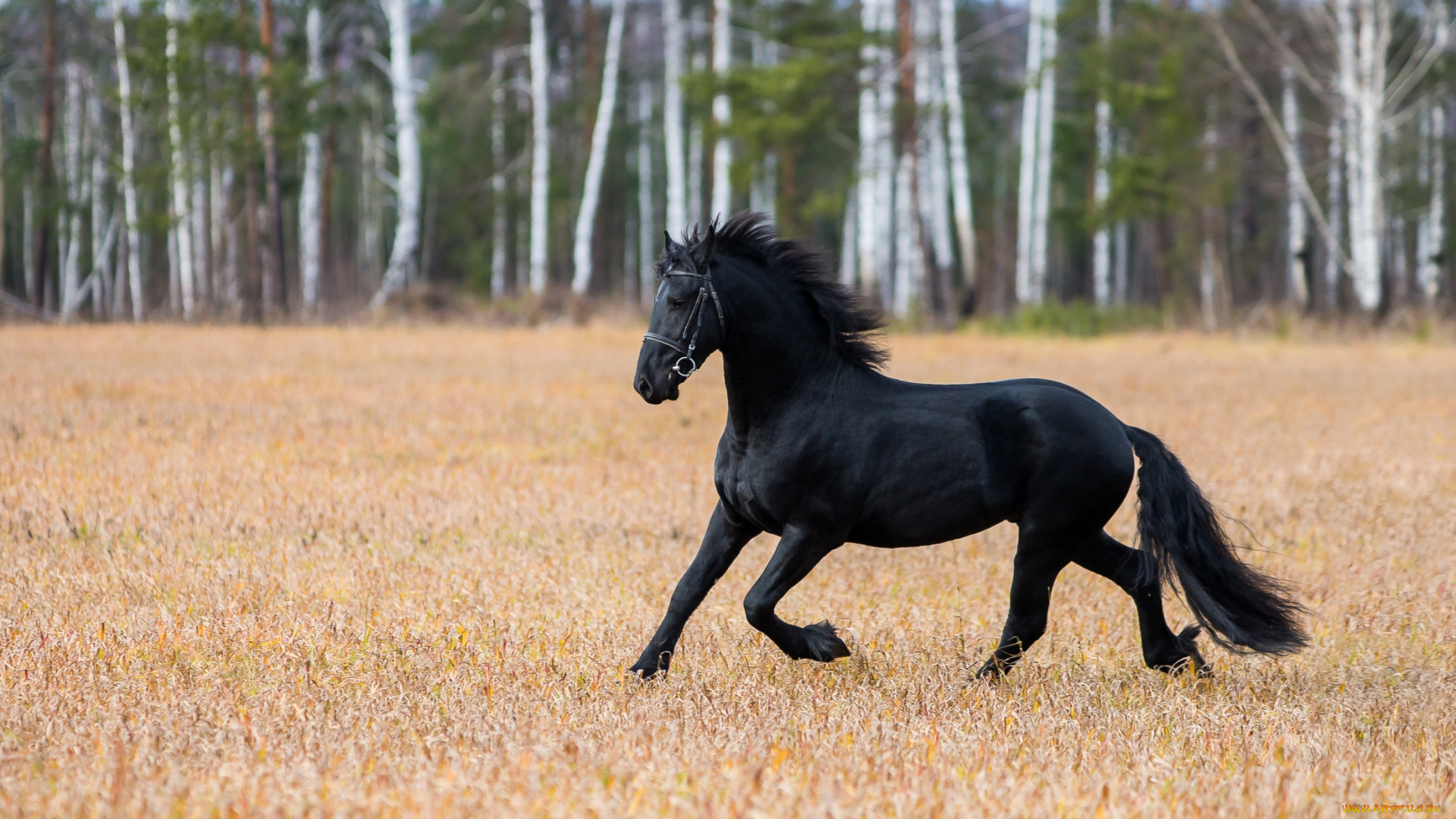 животные, лошади, вороной