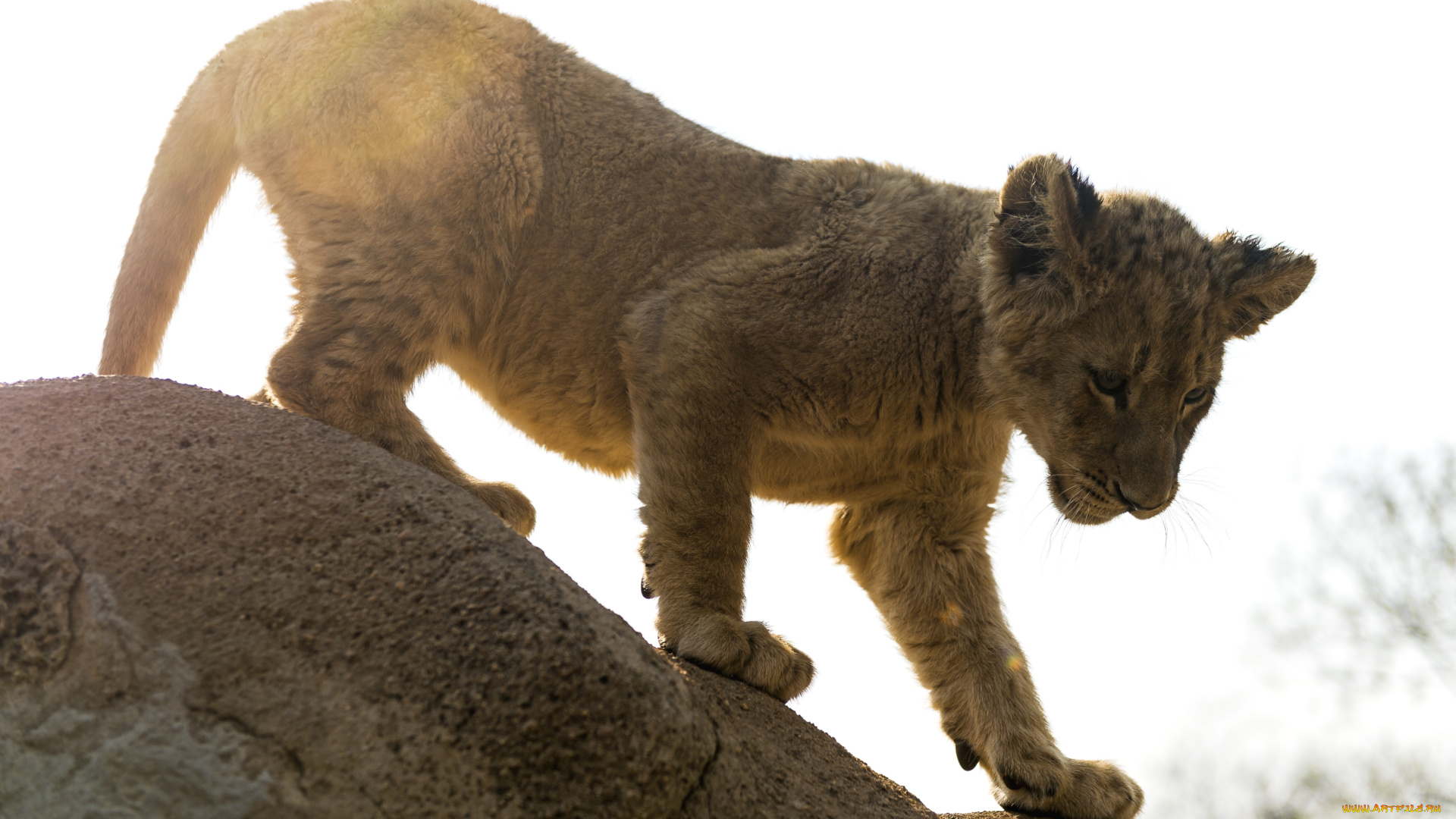 животные, львы, малыш