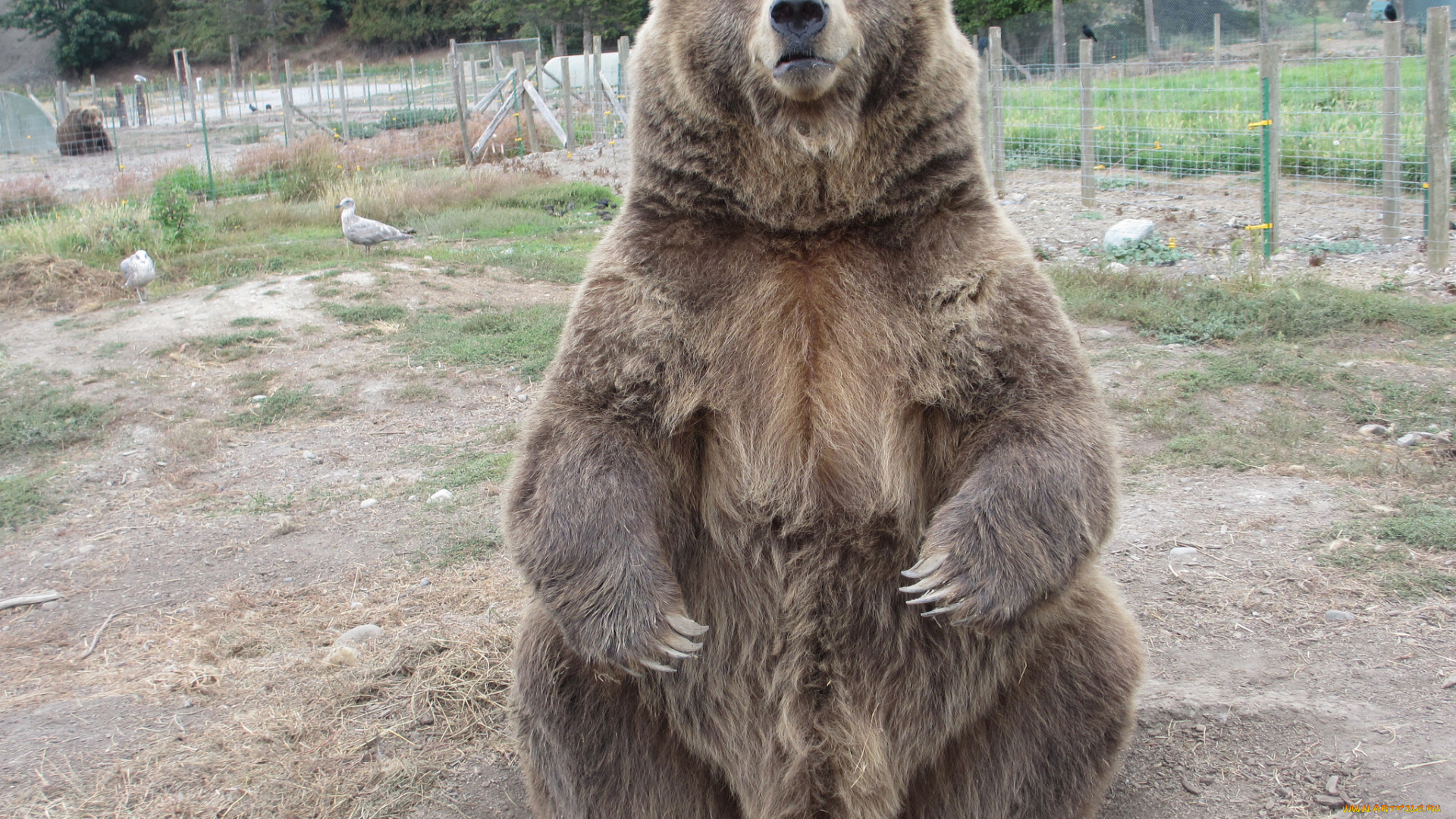 животные, медведи, вольер, медведь