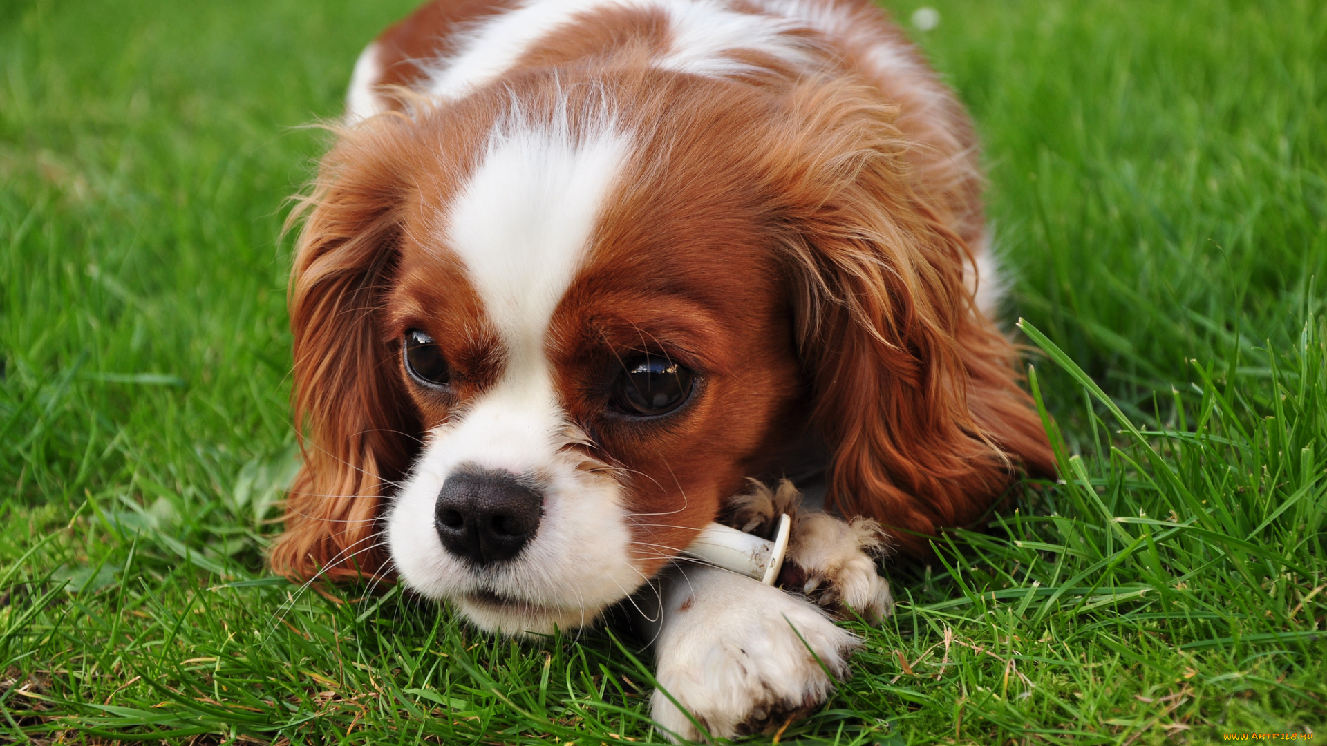 животные, собаки, луг, трава, щенок