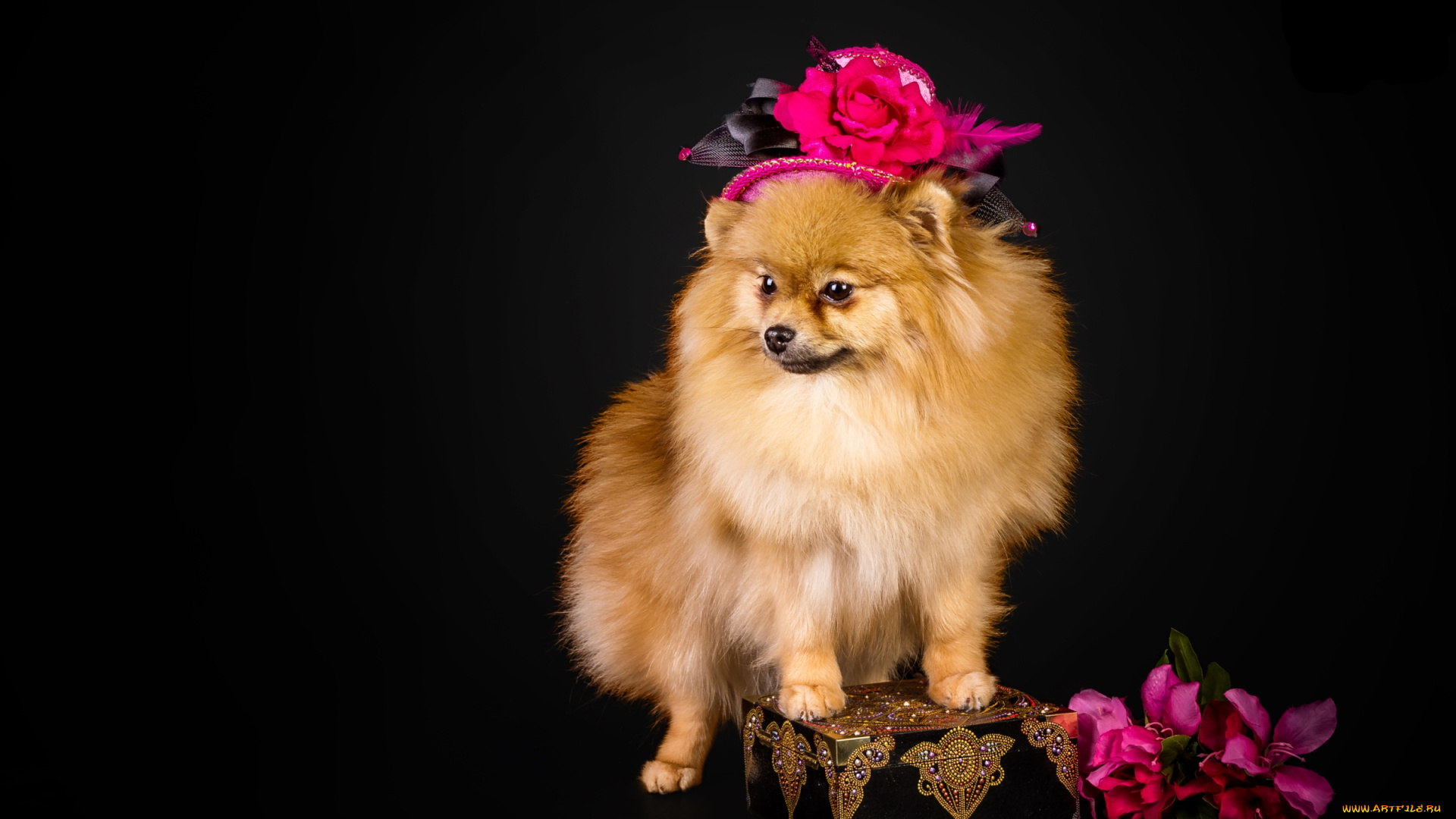 животные, собаки, шпиц