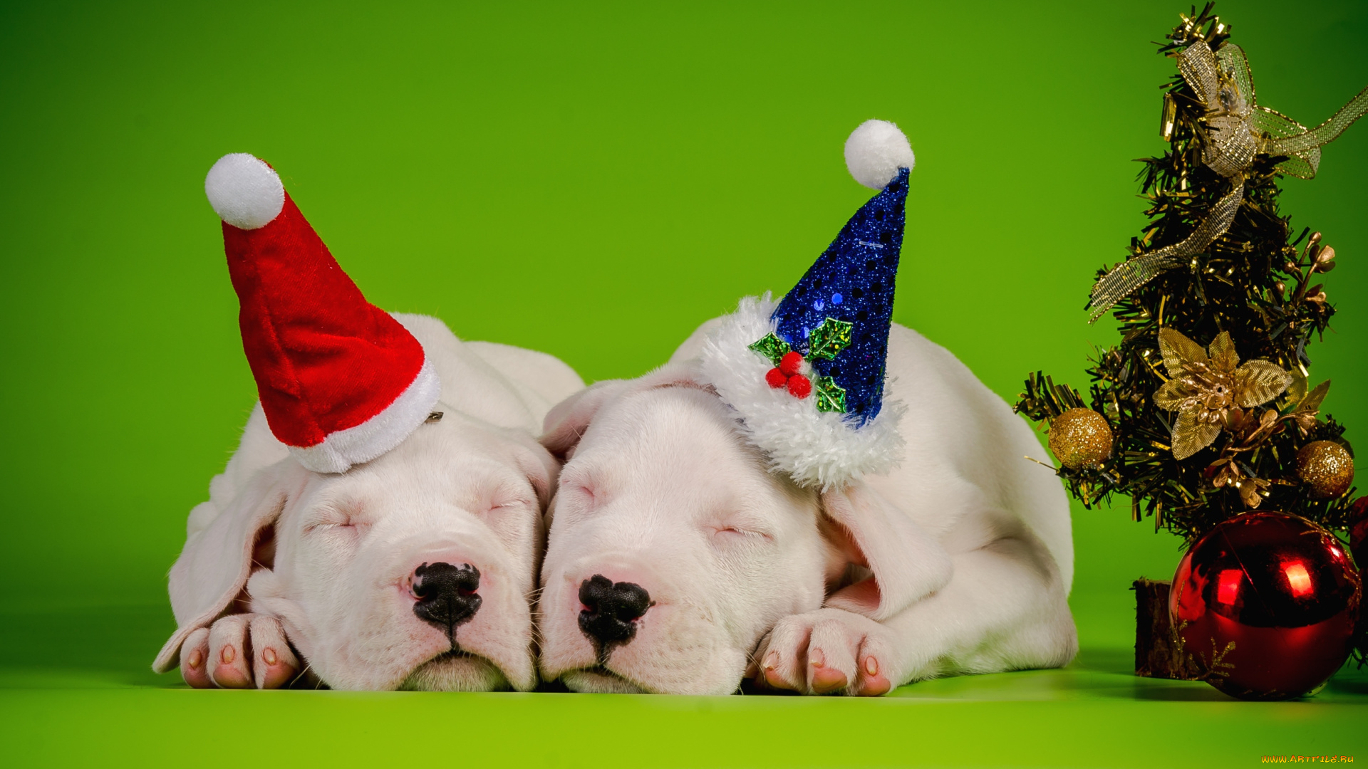 животные, собаки, сплюшки