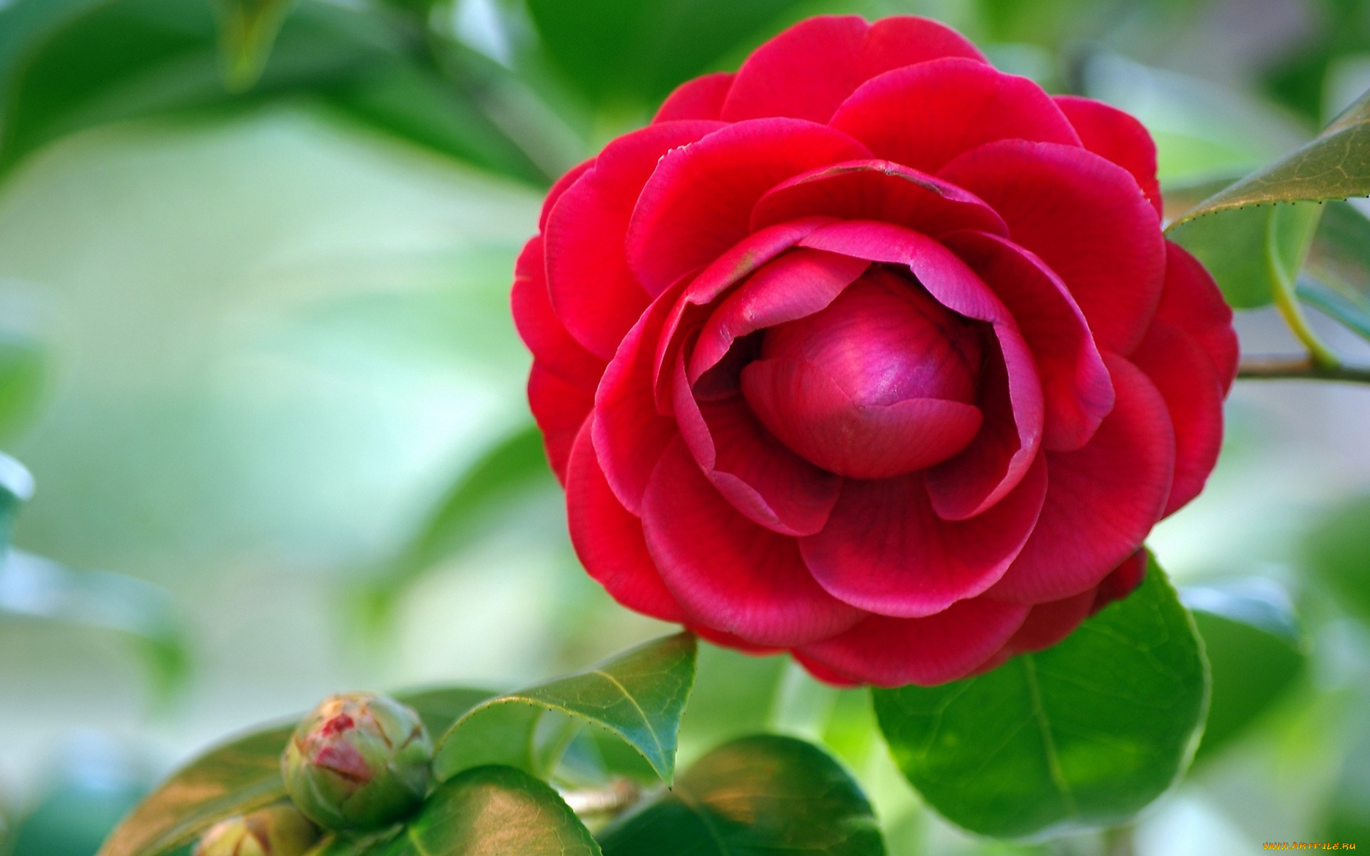 цветы, колеусы, , каладиумы, красная, камелия