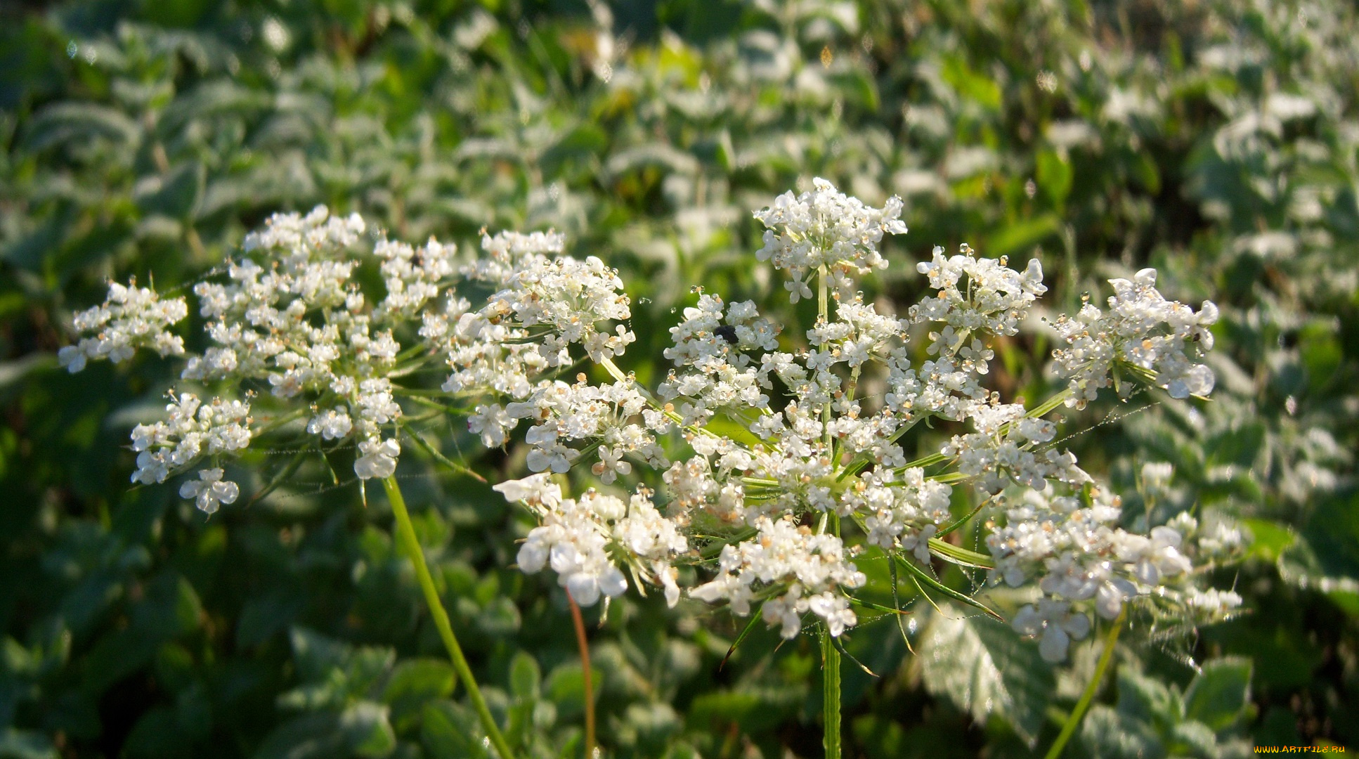 цветы, луговые, , полевые, , цветы, луговые, белые, зонтики, мелкие