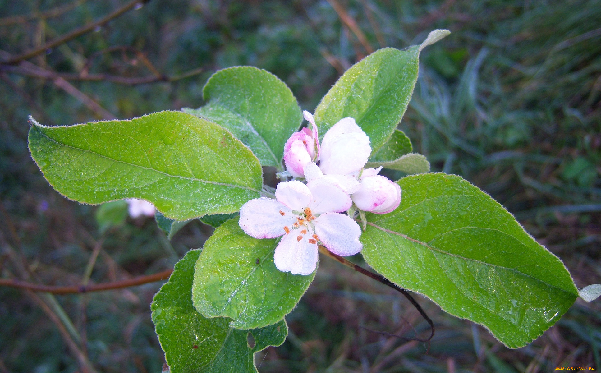 цветы, цветущие, деревья, , , кустарники, капли, роса, листья, цветок, утро, яблоня