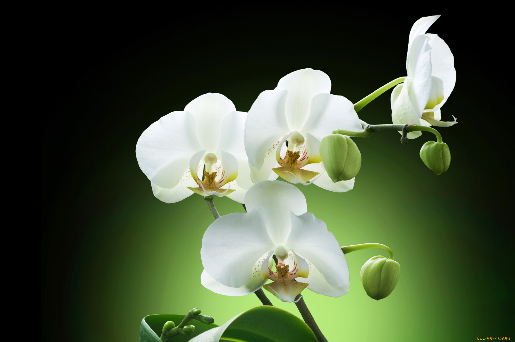 цветы, орхидеи, экзотика
