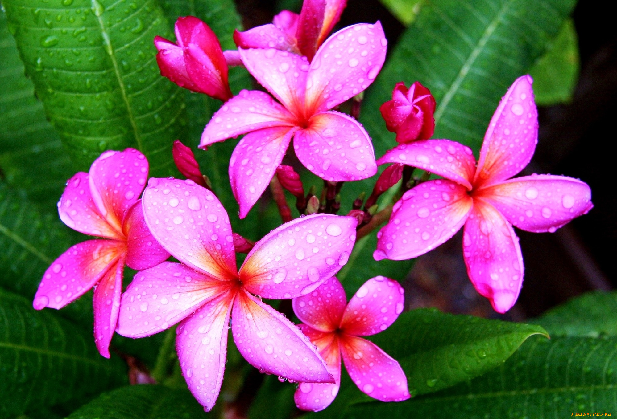 цветы, плюмерия, тропики