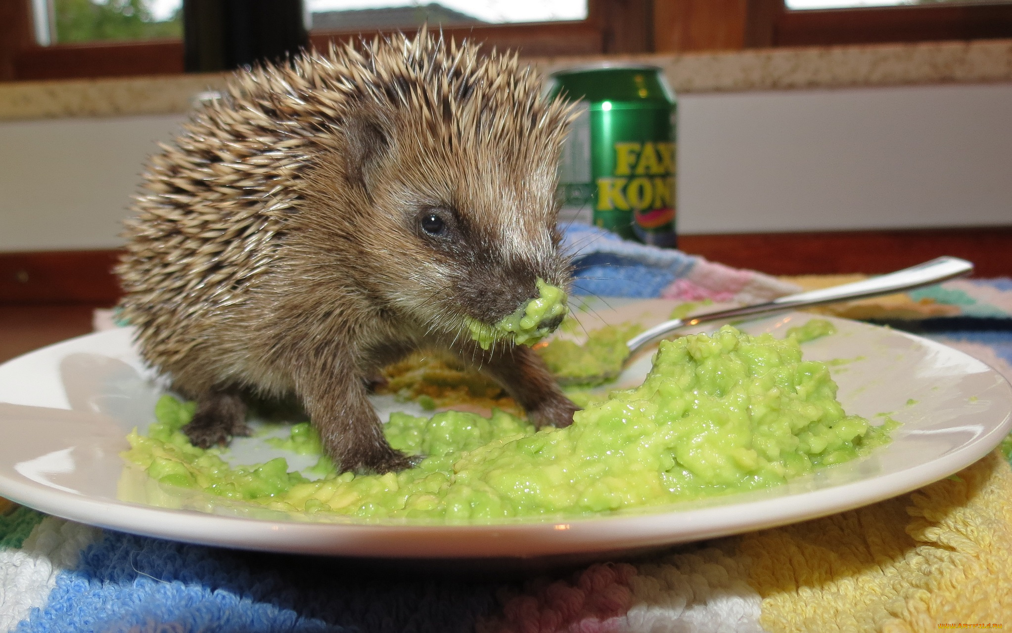 животные, ежи, завтрак, ежик, снедь, тарелка