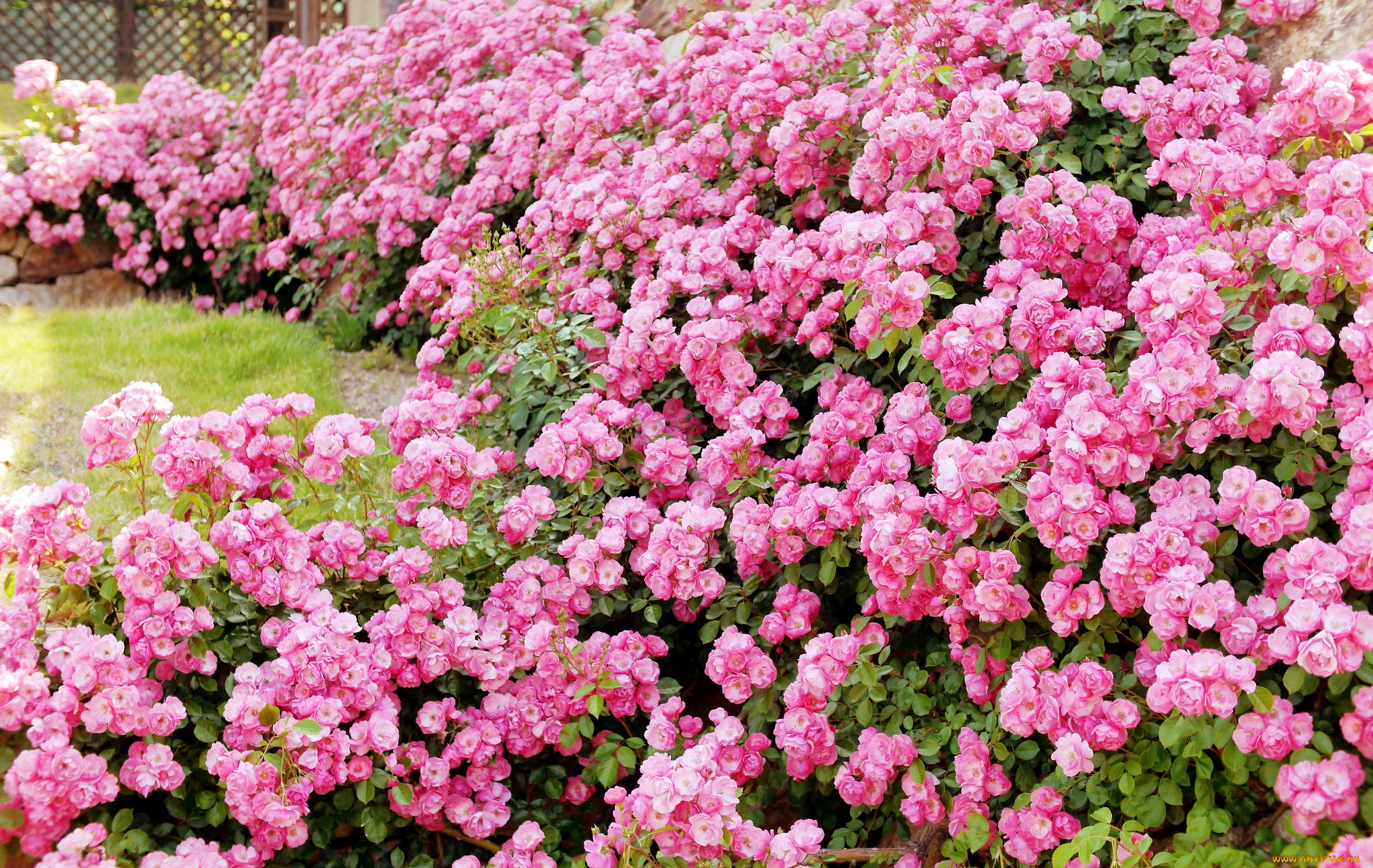 цветы, розы, много