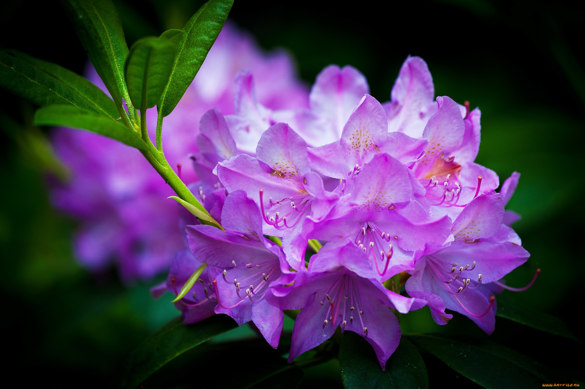 цветы, рододендроны, , азалии, розовый