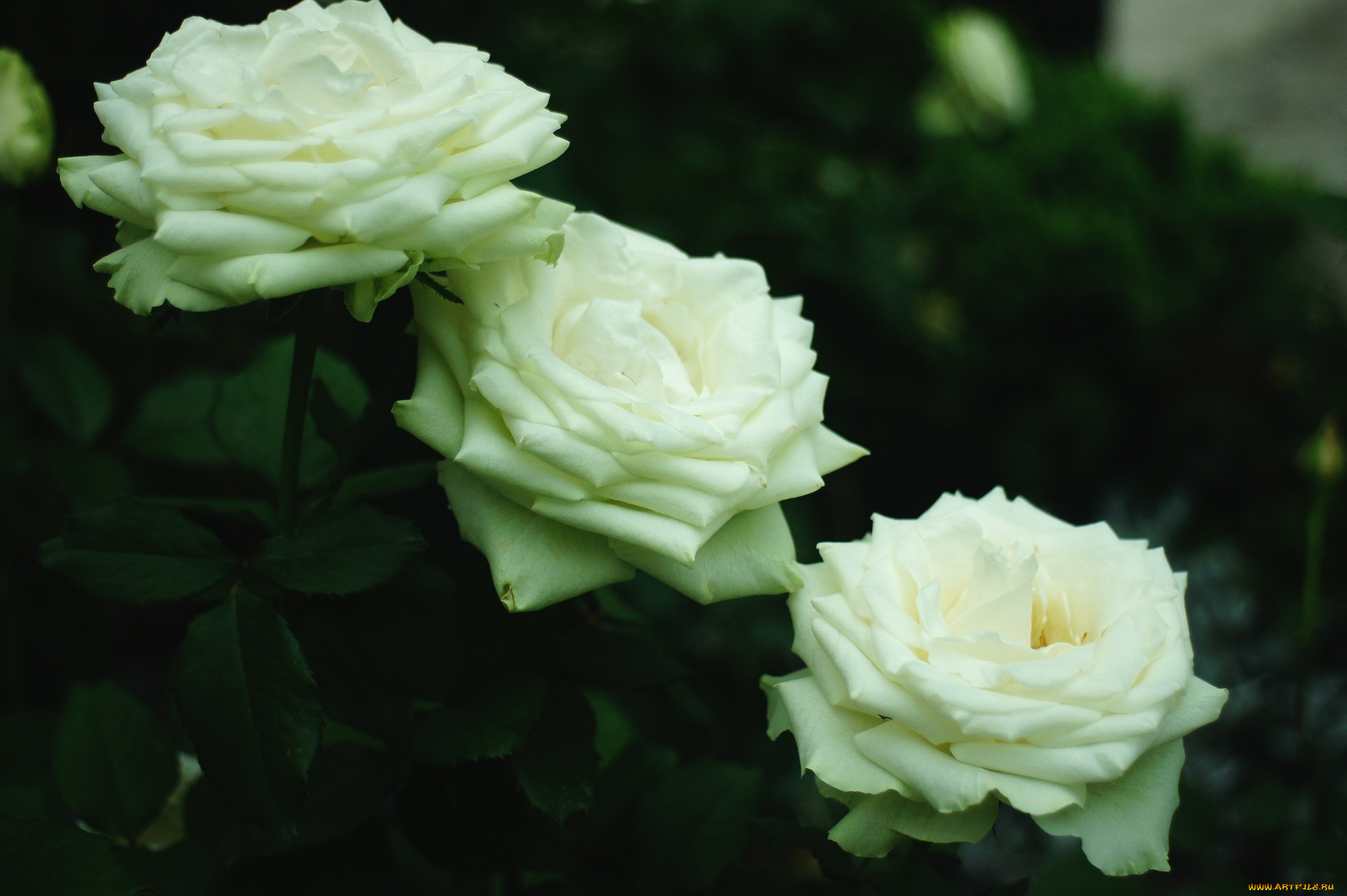 цветы, розы, трио