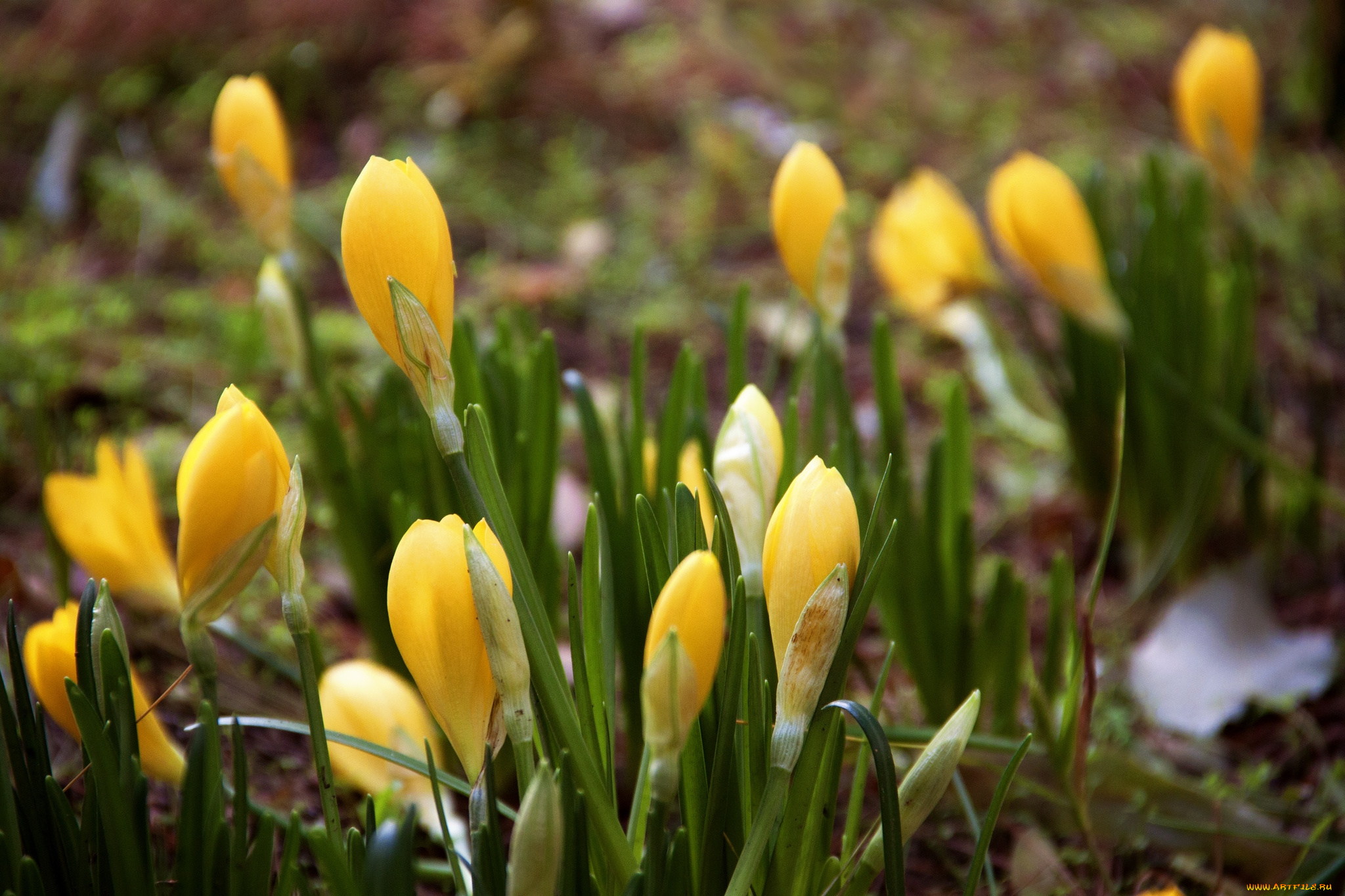 цветы, крокусы, весна