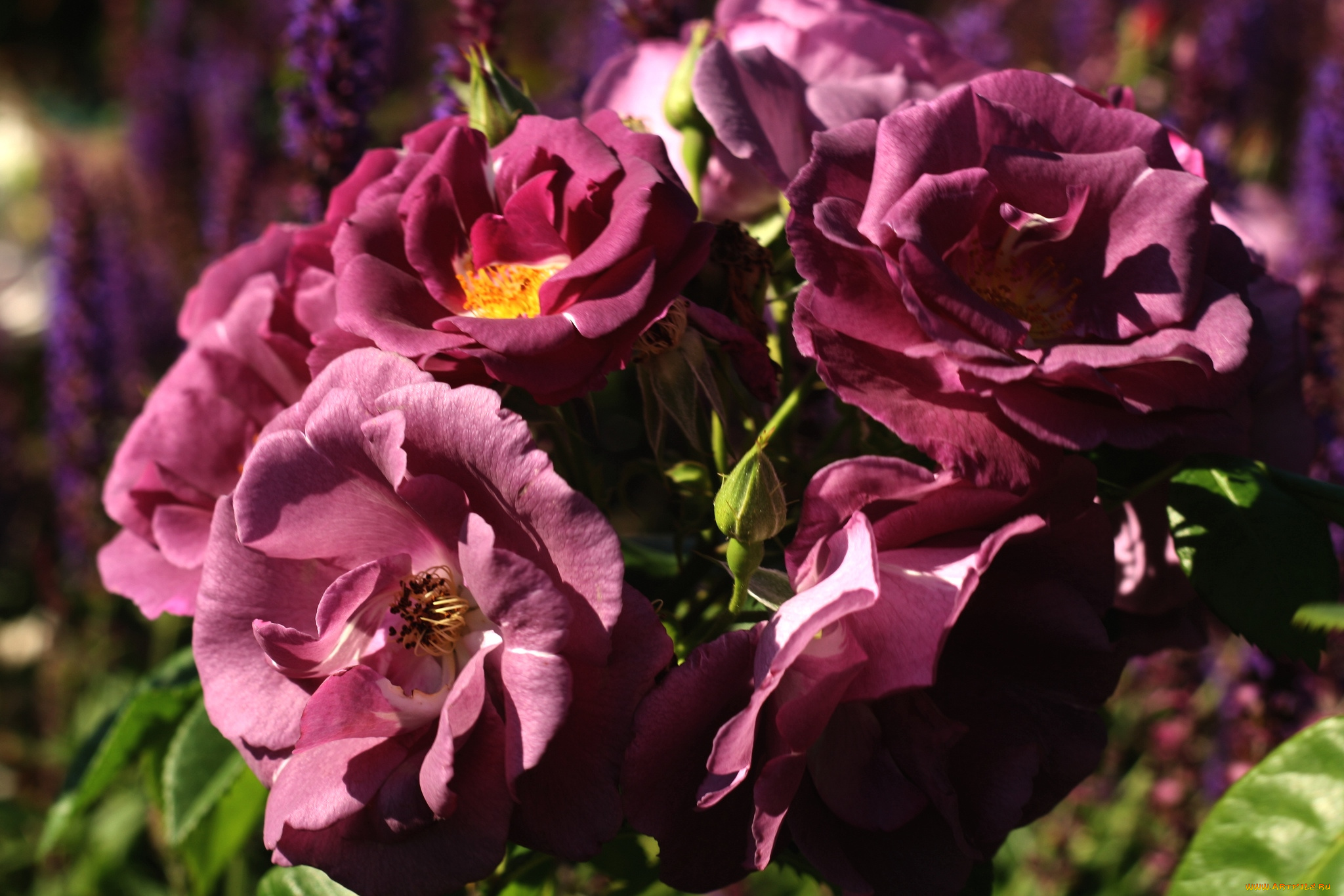 цветы, розы, лиловый