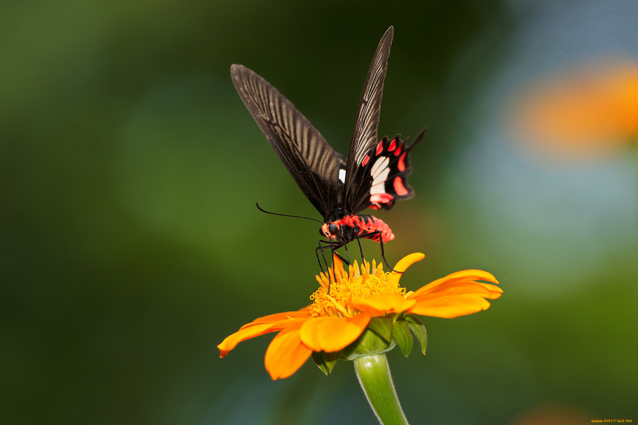 животные, бабочки, бабочка, цветок