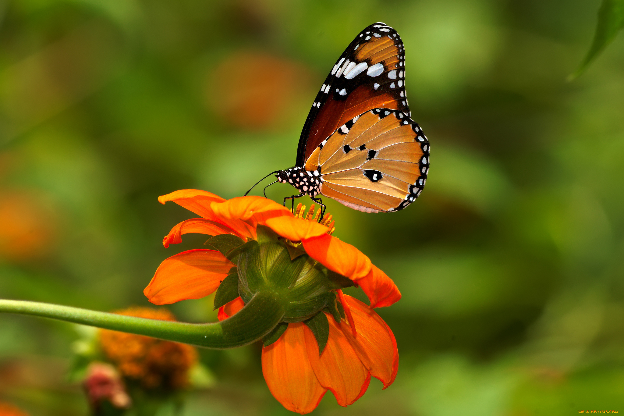 животные, бабочки, бабочка, цветок
