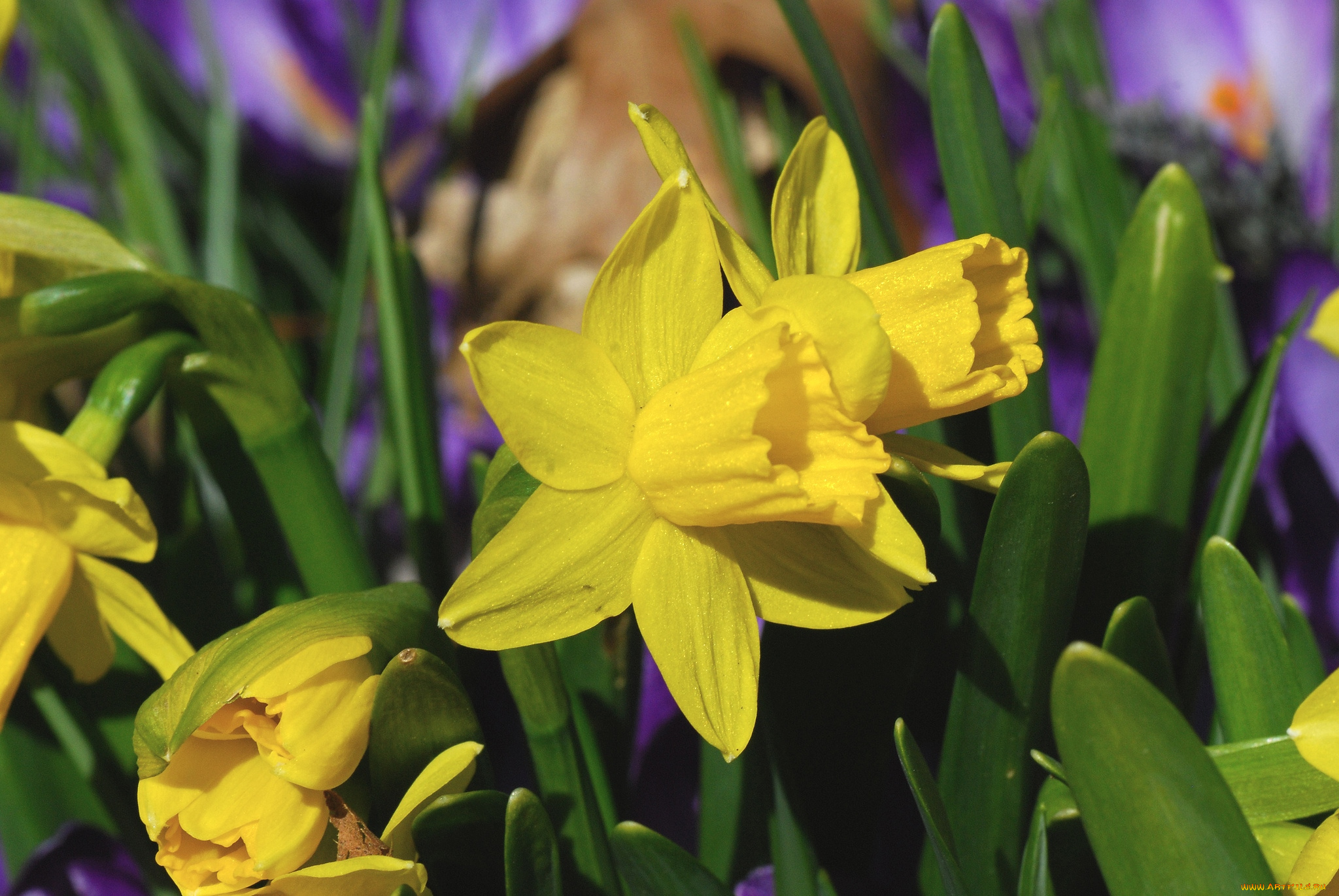 цветы, нарциссы, весна