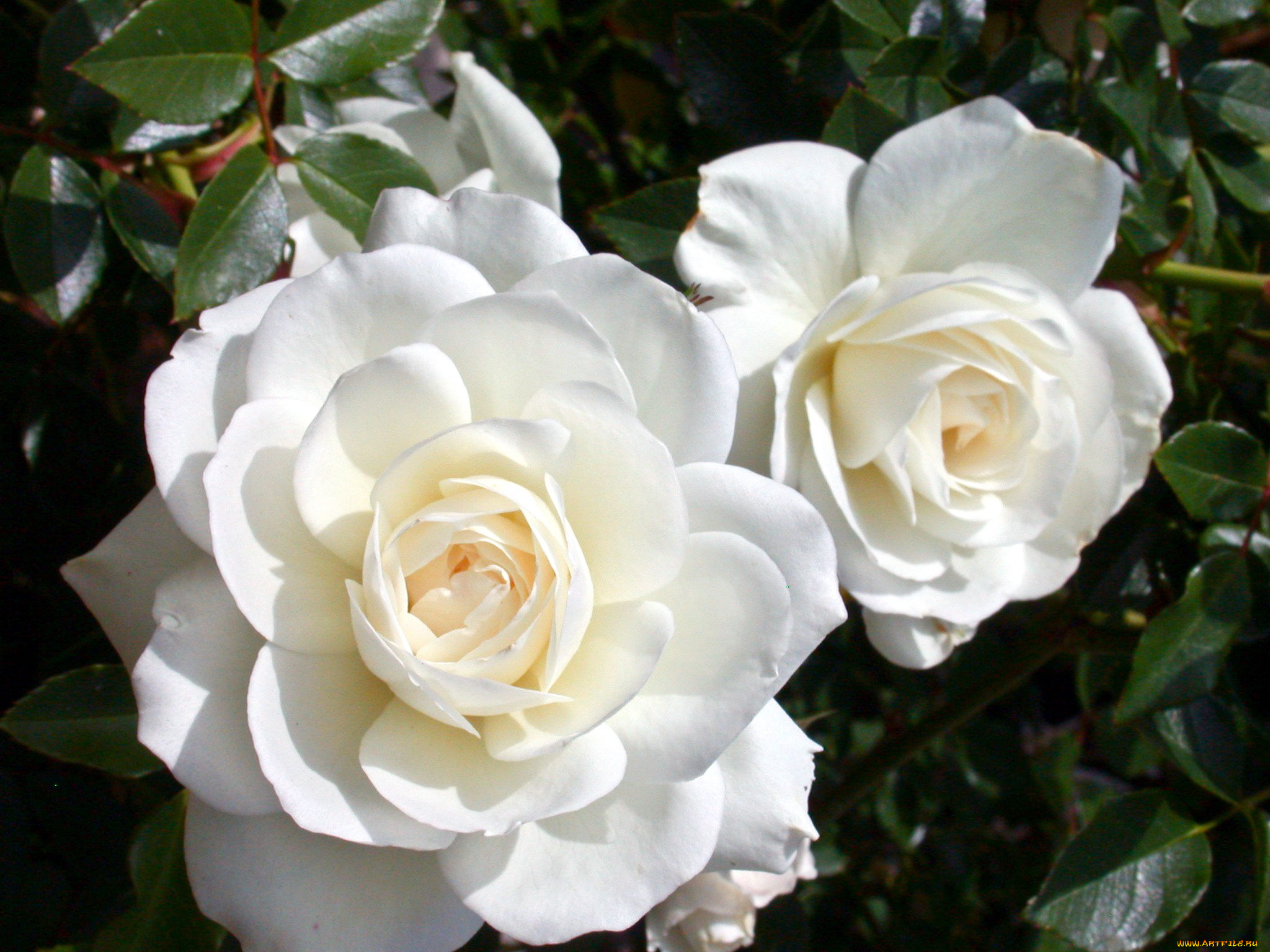 цветы, розы, белый