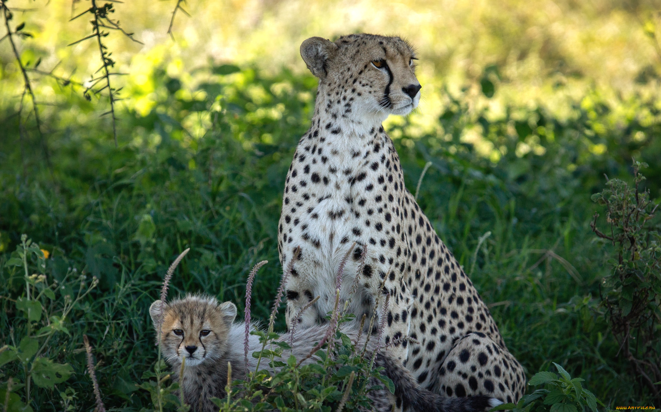 животные, гепарды, малыш, мама