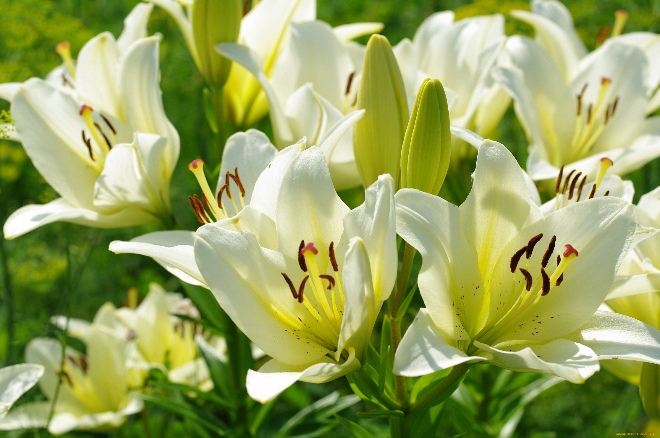 цветы, лилии, , лилейники, свет