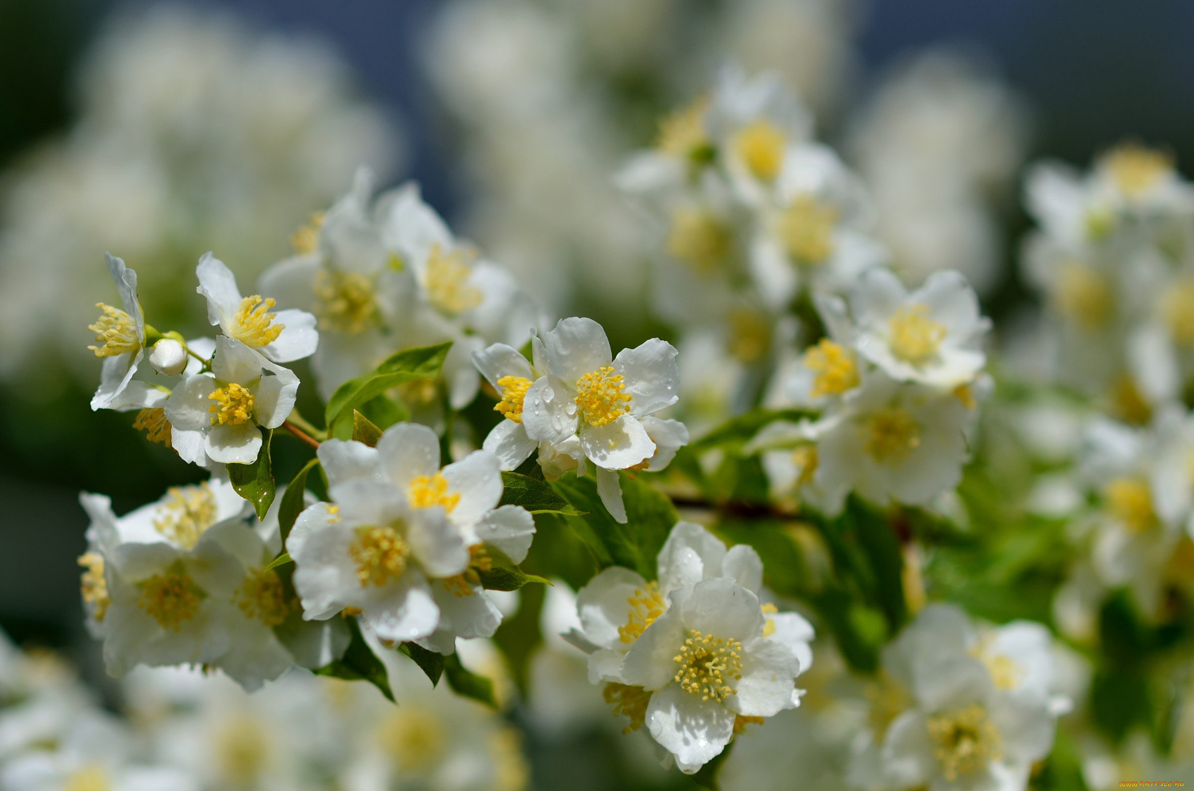 цветы, жасмин, роса, куст