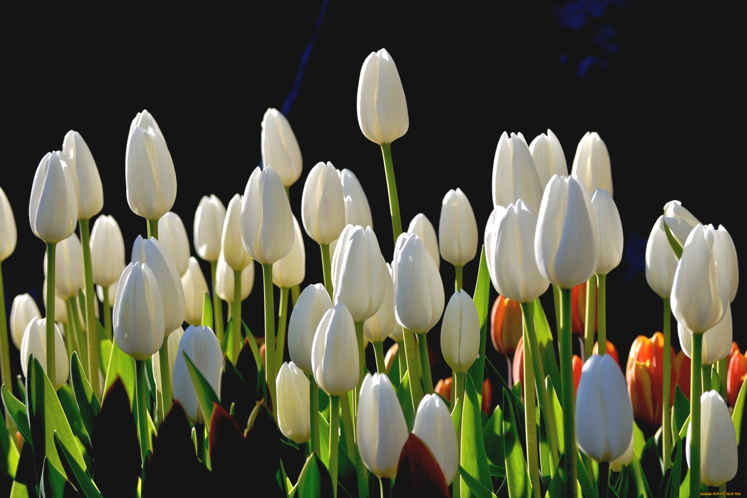цветы, тюльпаны, бутоны