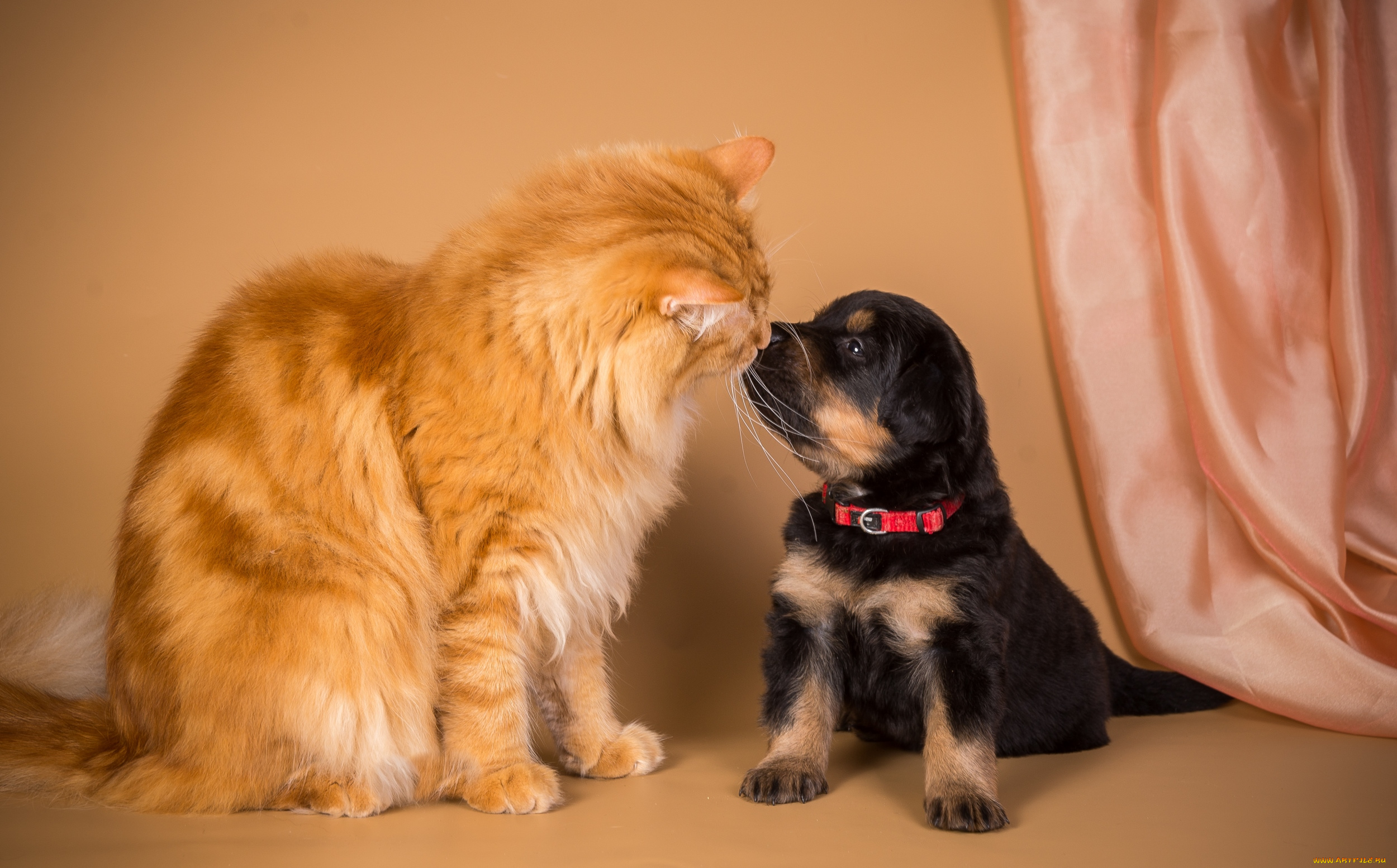 животные, разные, вместе, кот, щенок