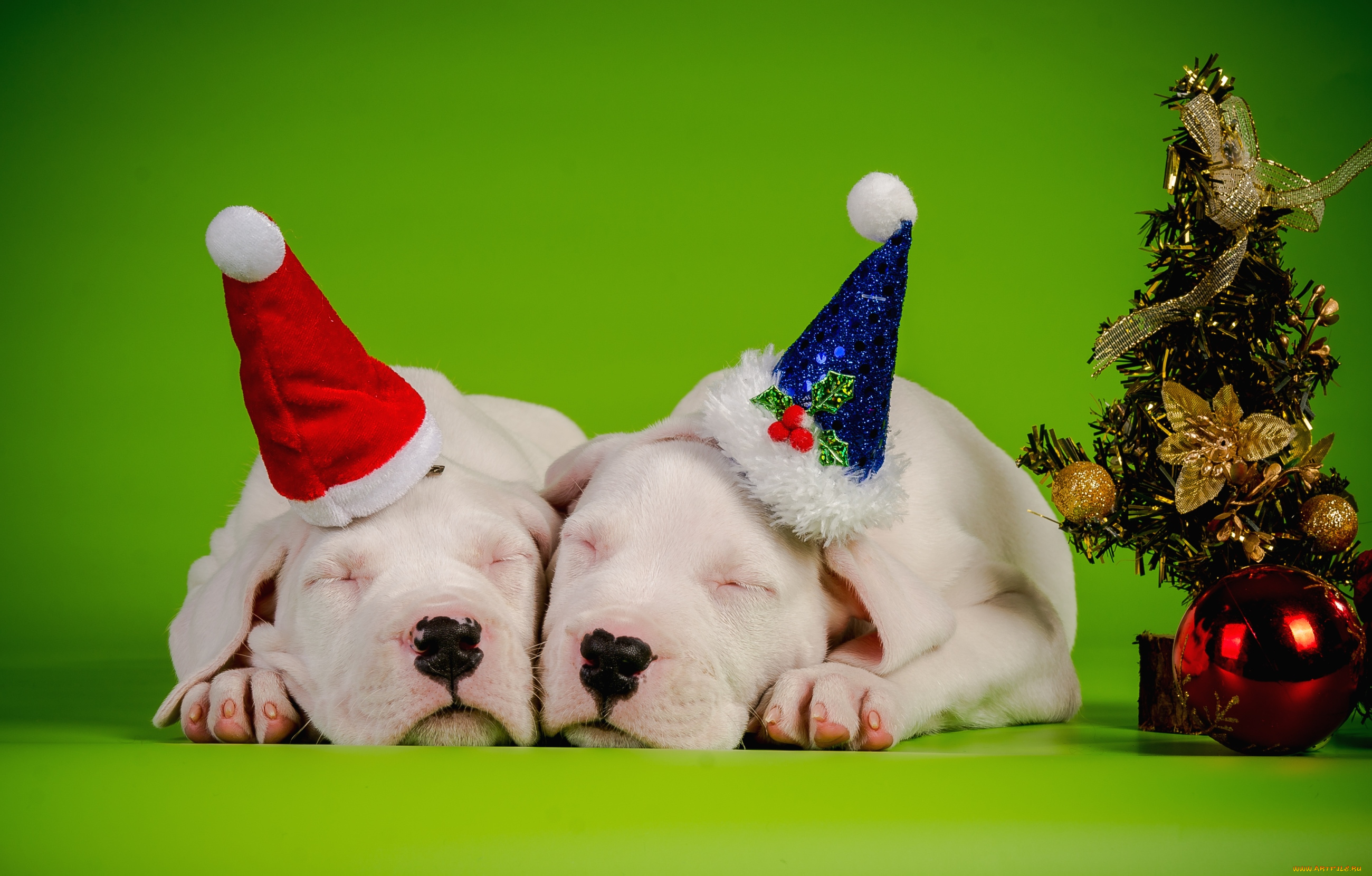 животные, собаки, сплюшки