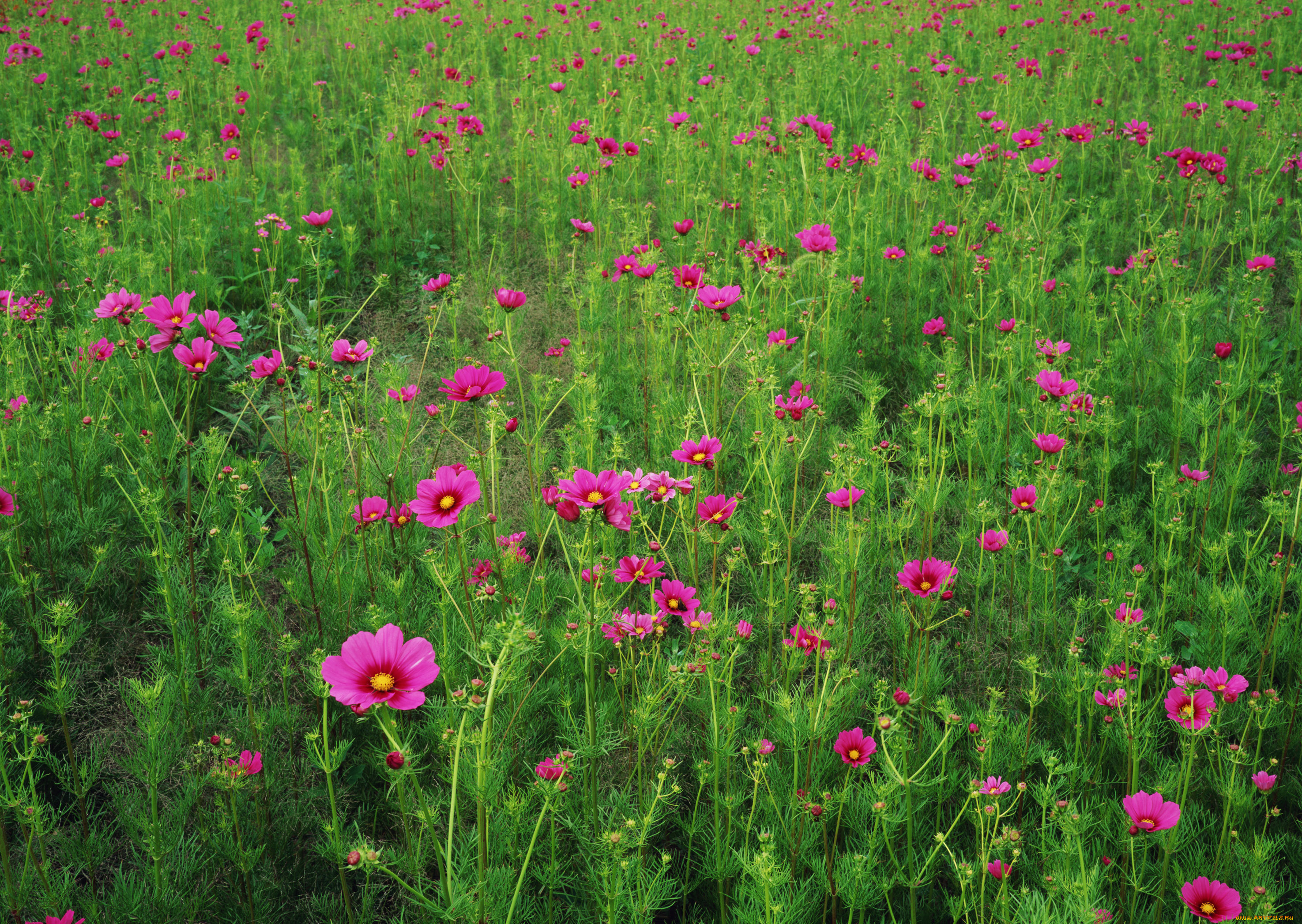 цветы, космея, флора, поле