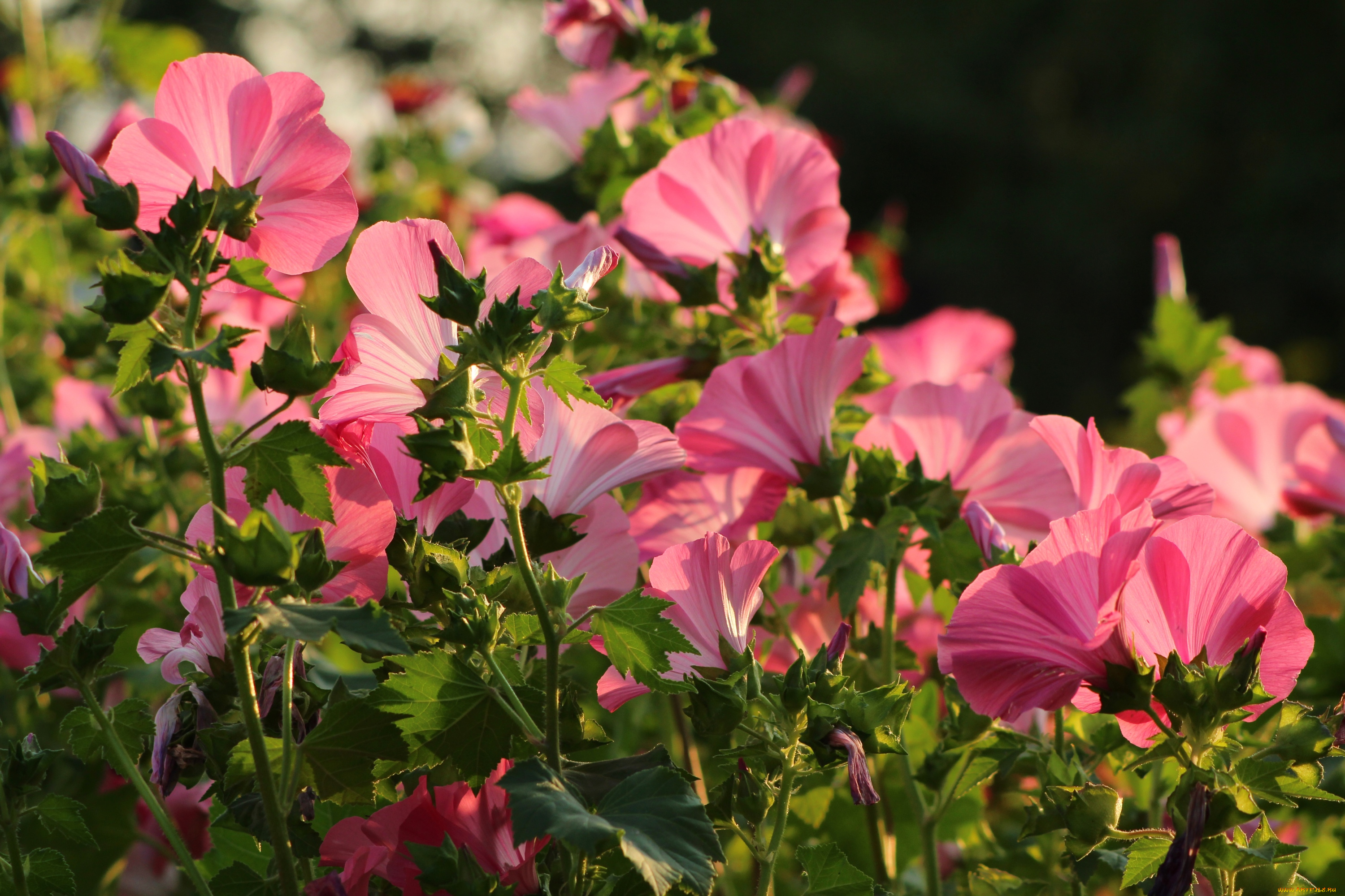 цветы, лаватера, розовый