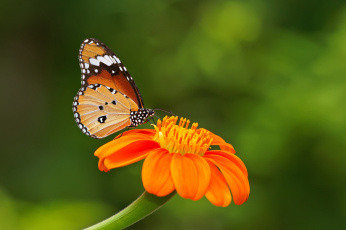 Картинка животные бабочки бабочка цветок
