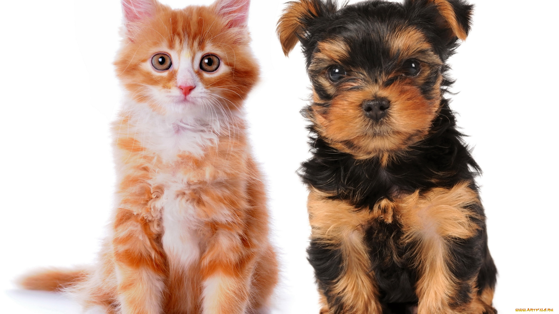 животные, разные, вместе, йоркширский, террьер, котенок, щенок