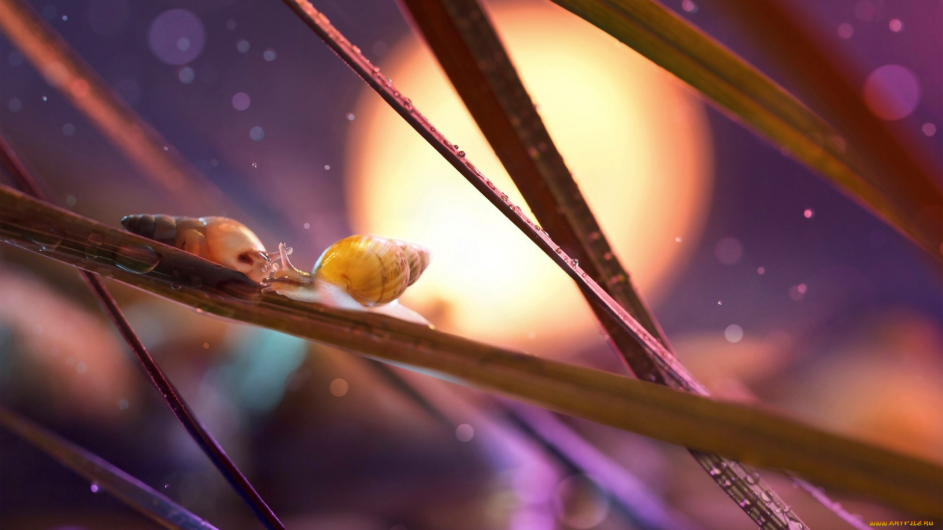 животные, улитки, роса, капли, боке, трава